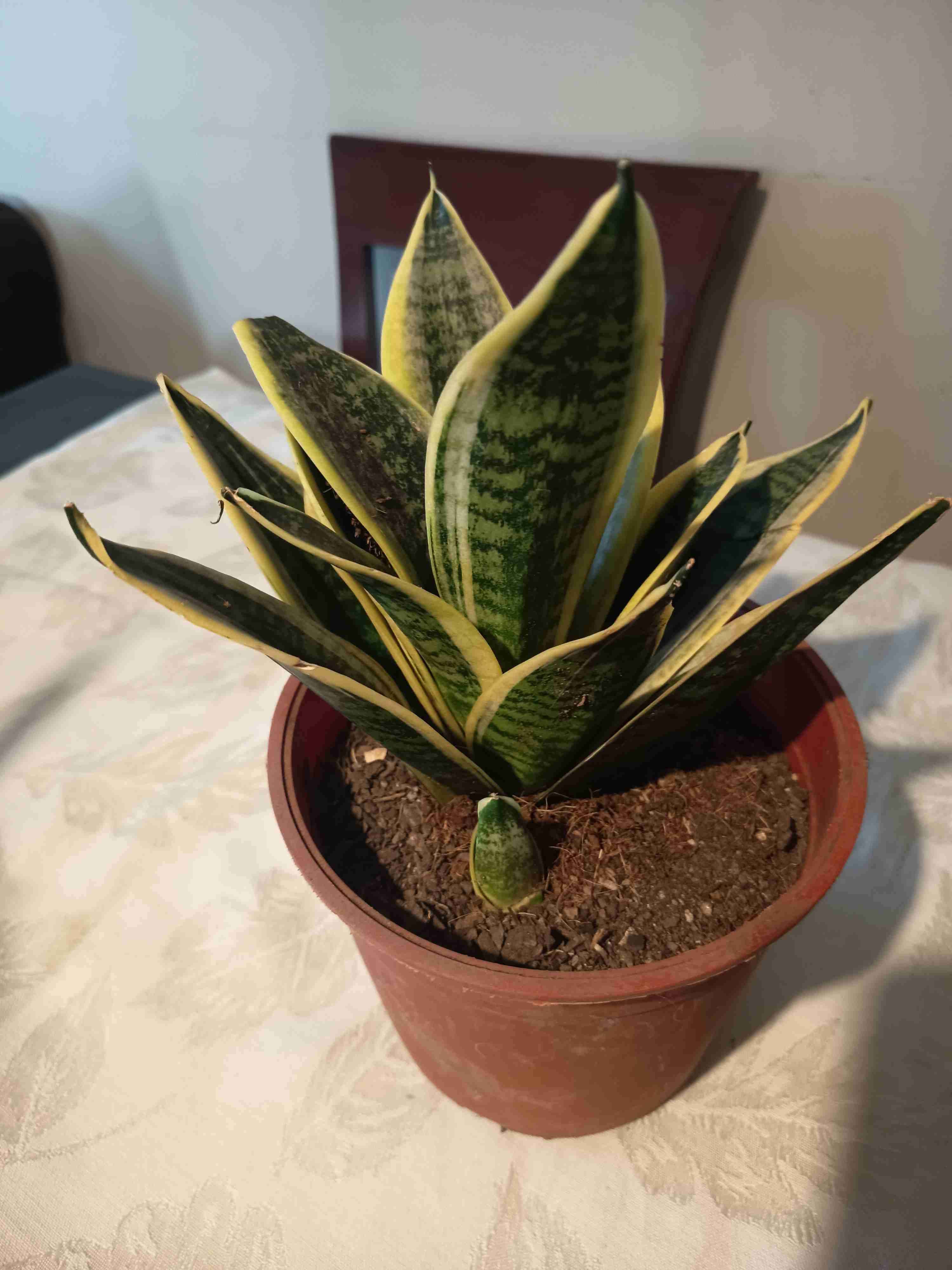 Planta Sansevieria en maceta