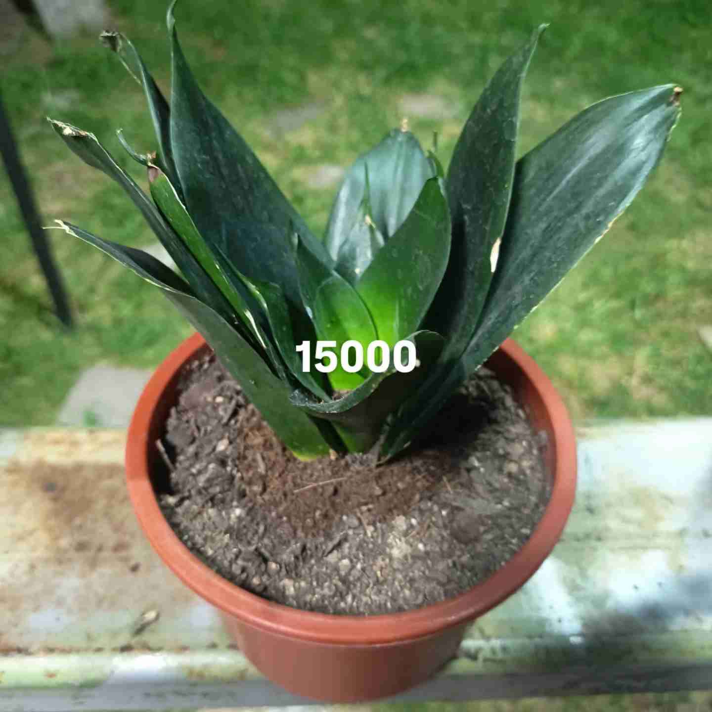 Planta sansevieria en maceta