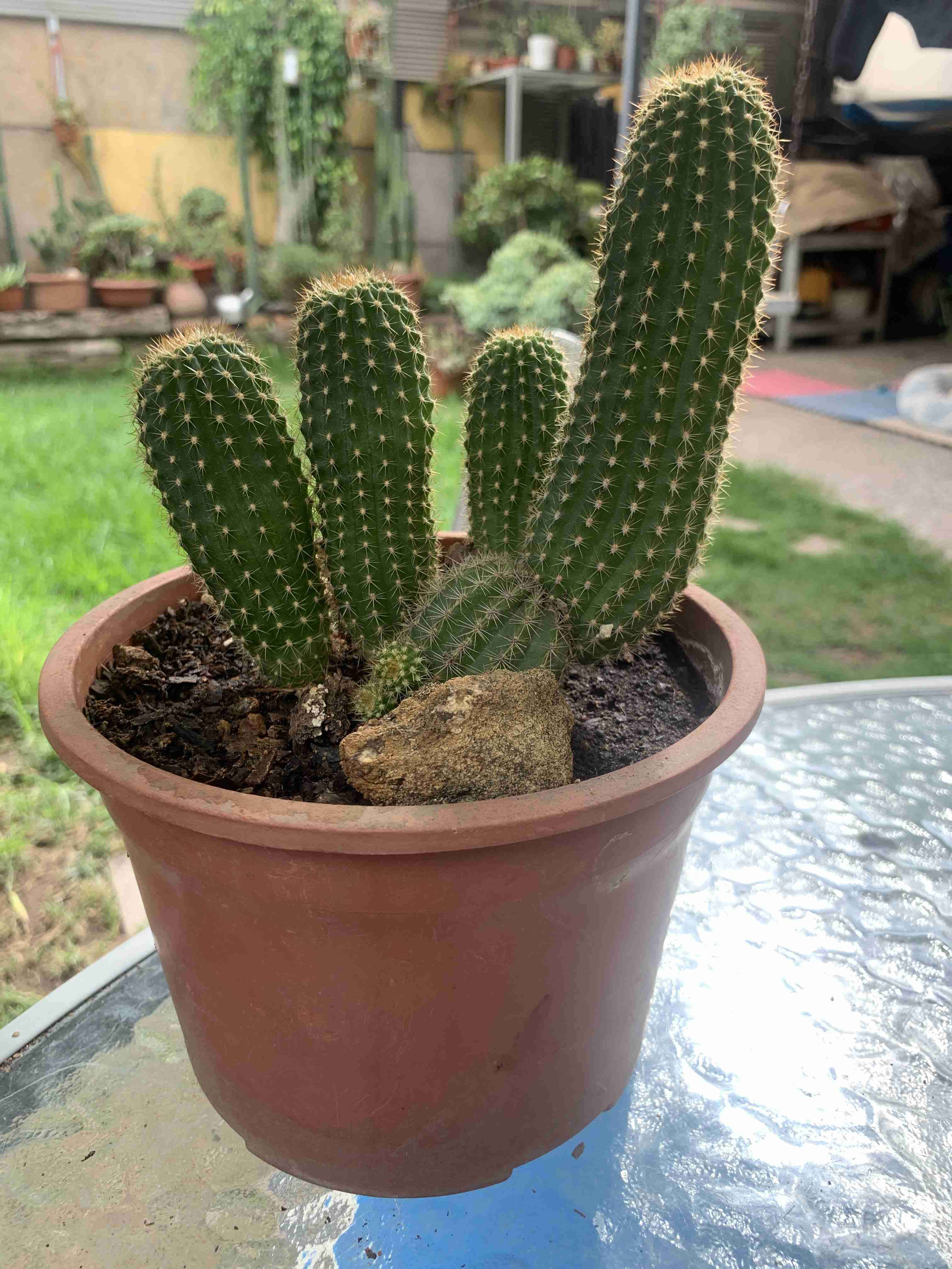 Cactus