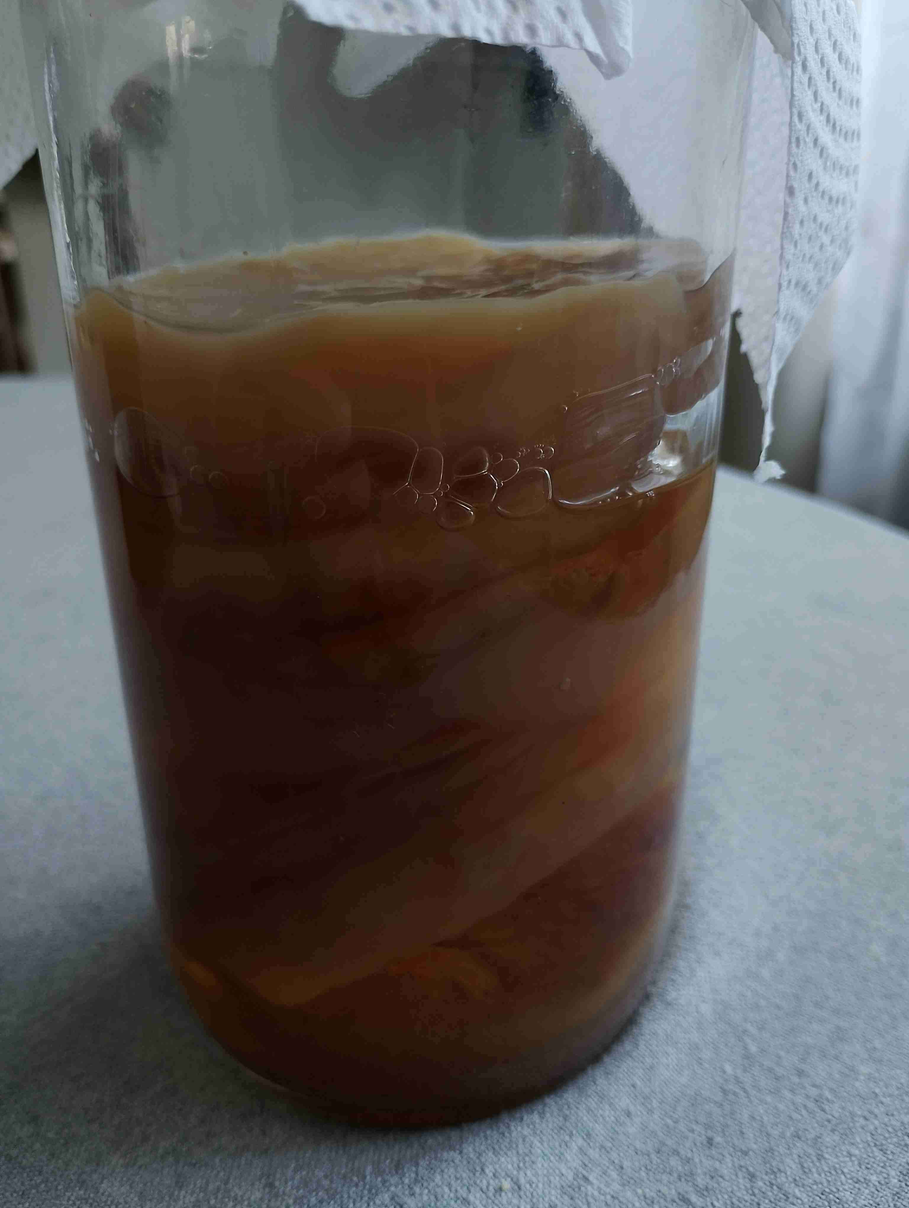 Hongo para Kombucha