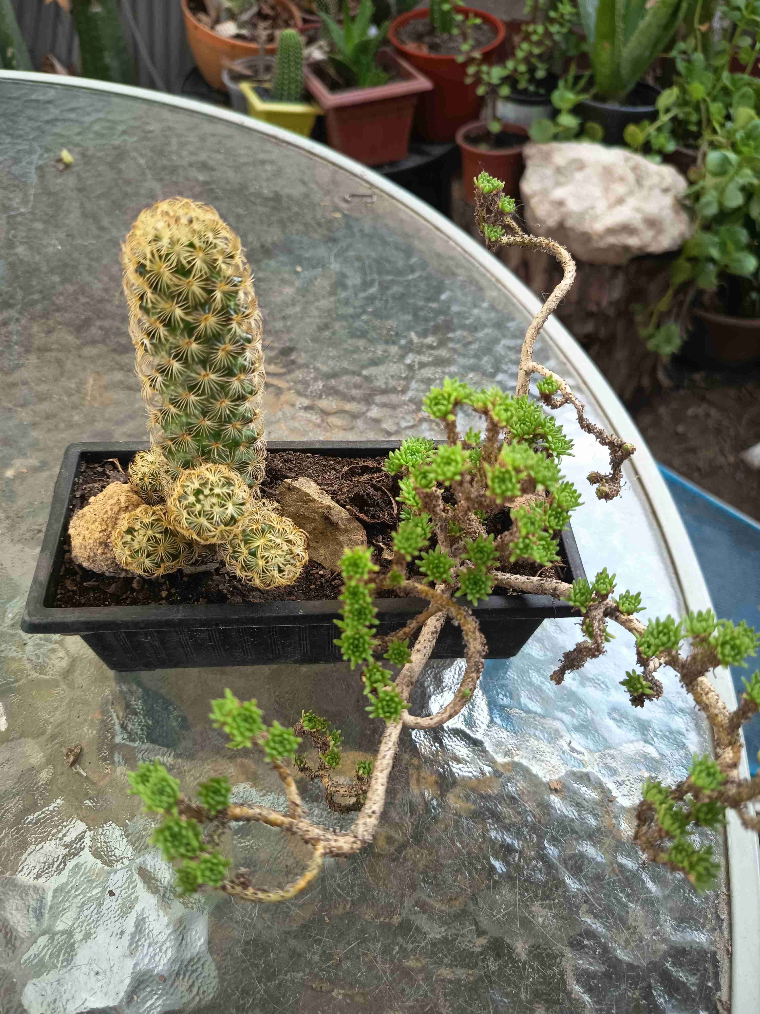 Cactus y suculenta en maceta