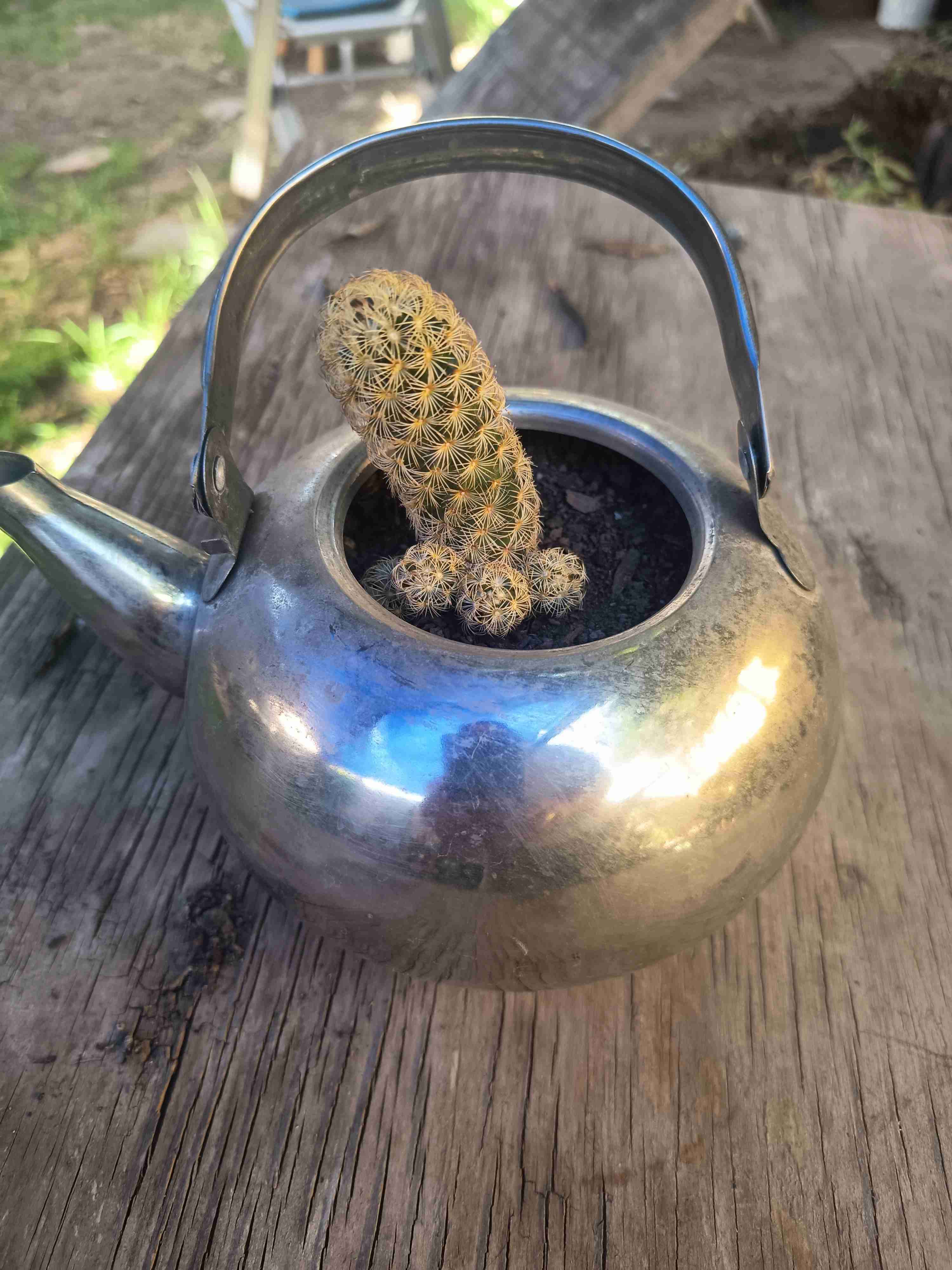 Tetera de metal con cactus