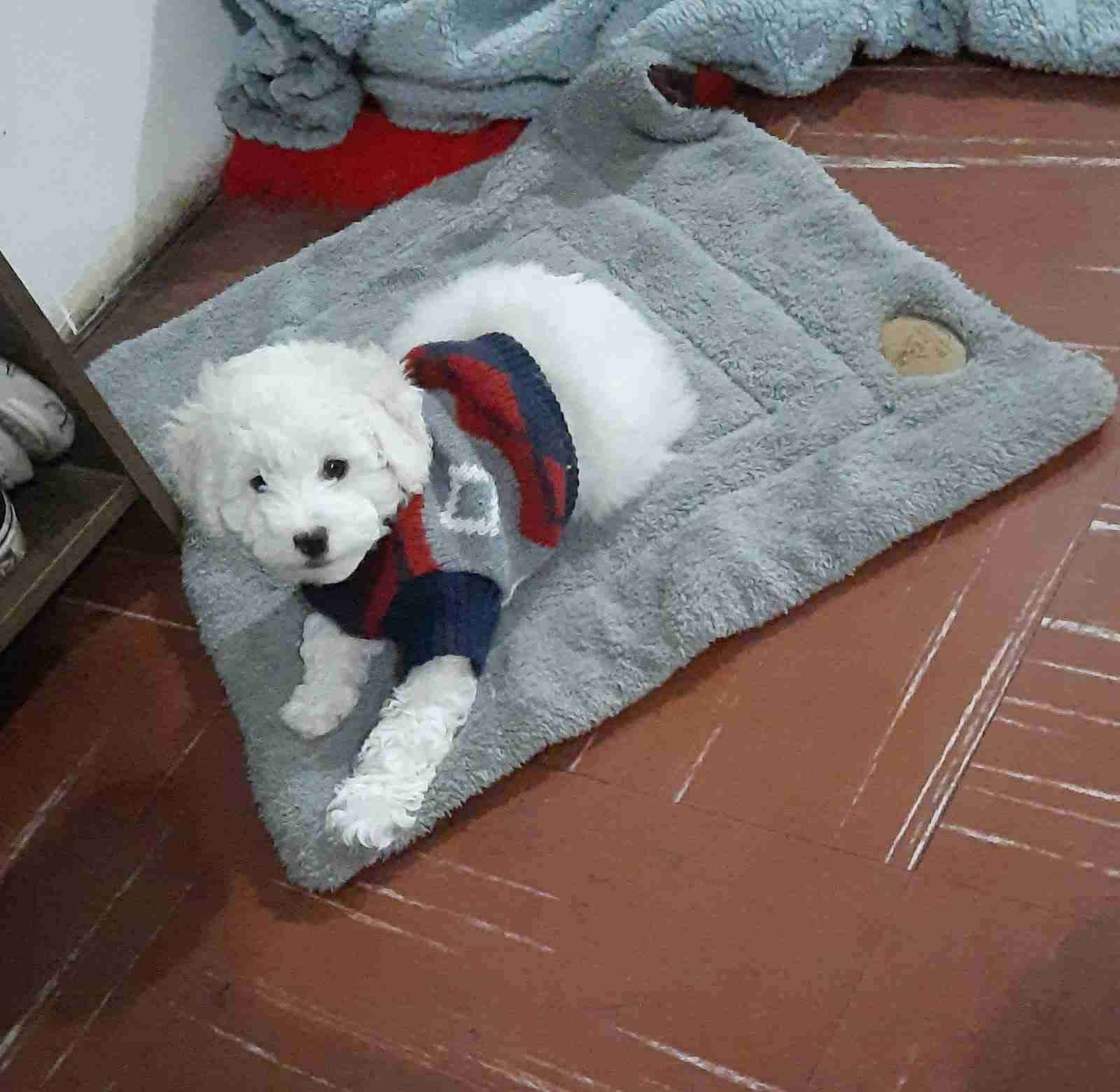 Suéter tejido para cachorro - miniatura 3