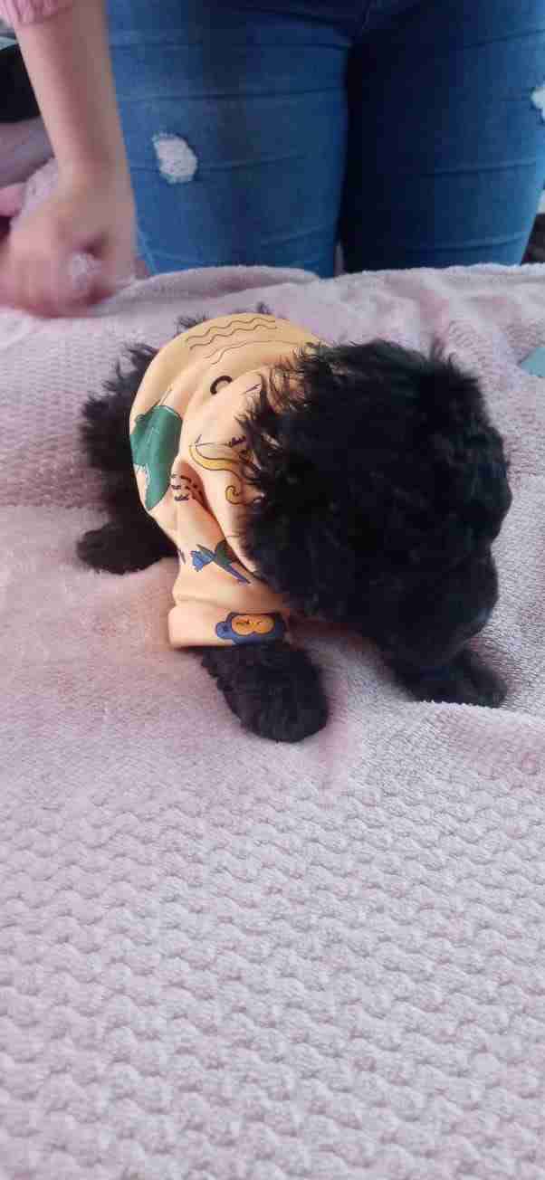 Suéter amarillo para mascota - miniatura 3