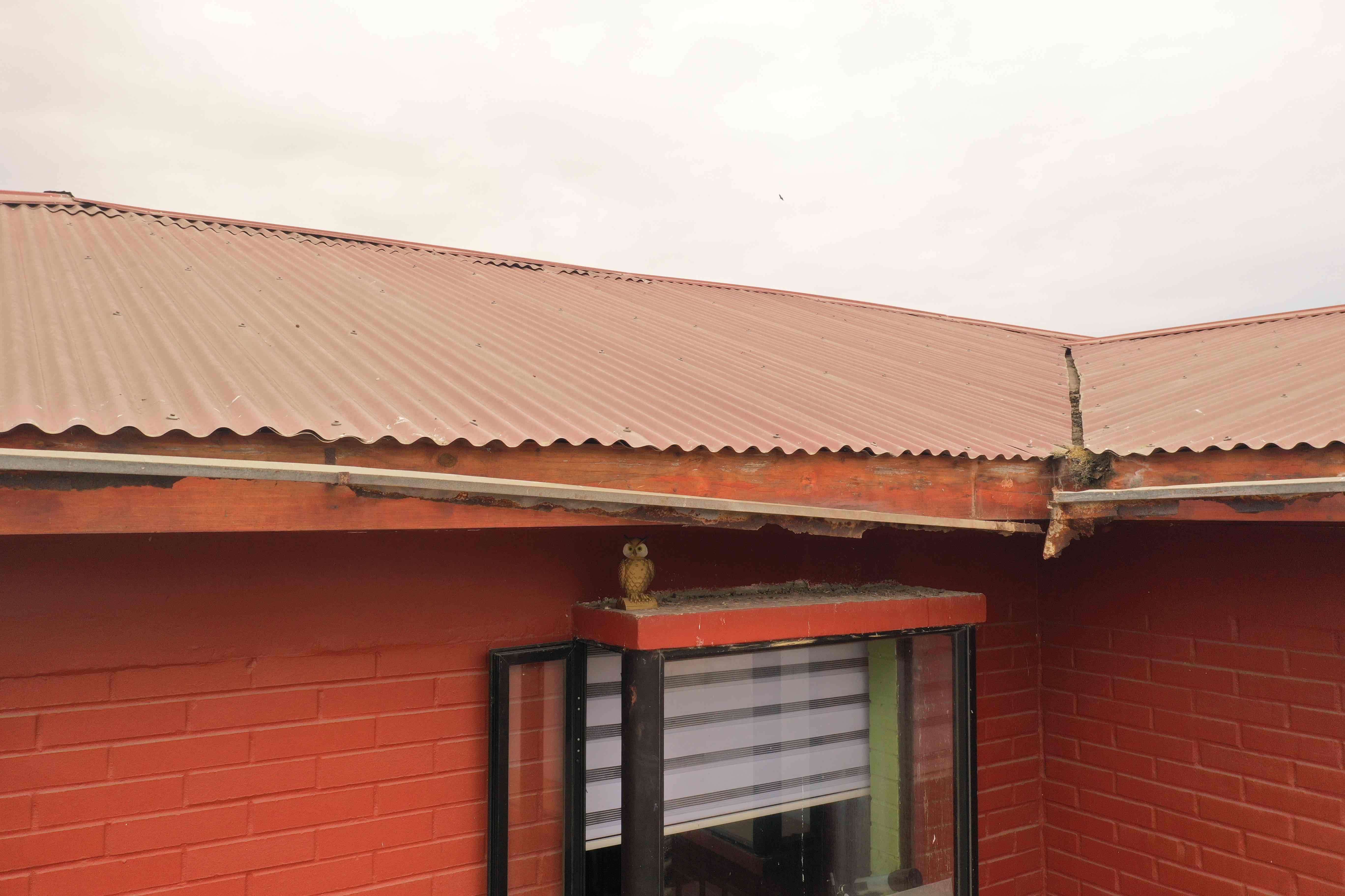 Figura de búho espanta paloma - miniatura 3