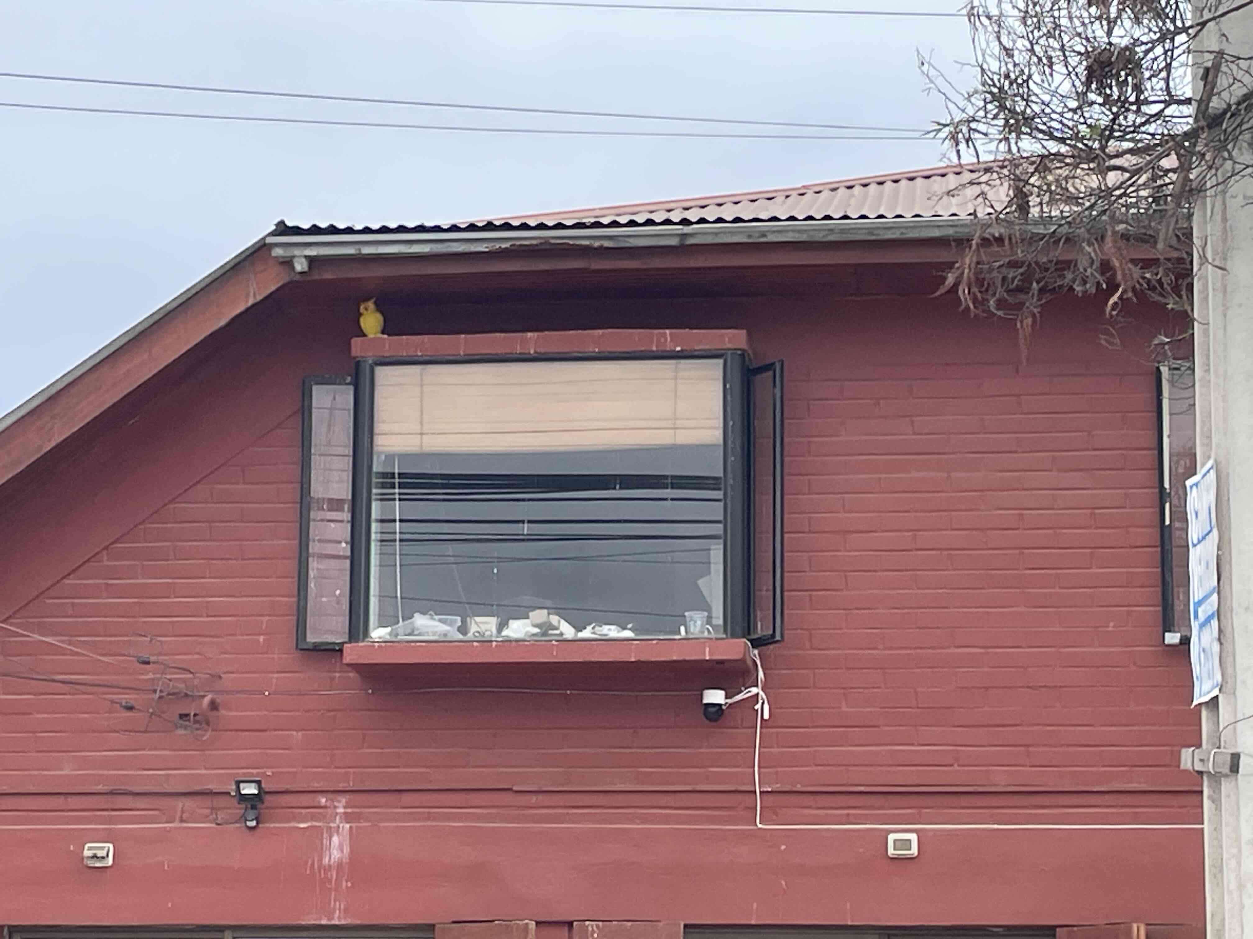 Figura de búho espanta paloma - miniatura 4