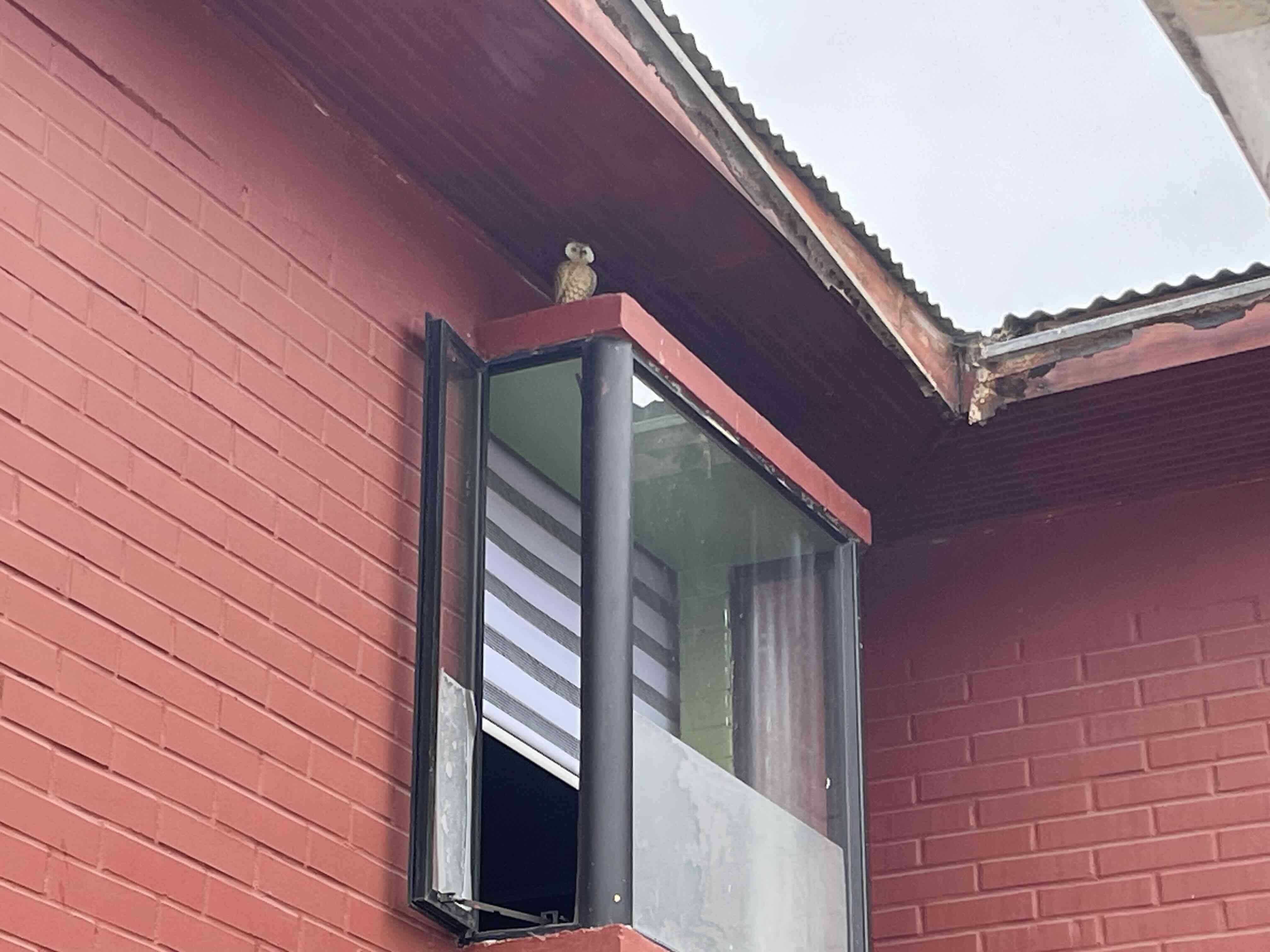 Figura de búho espanta paloma - miniatura 5