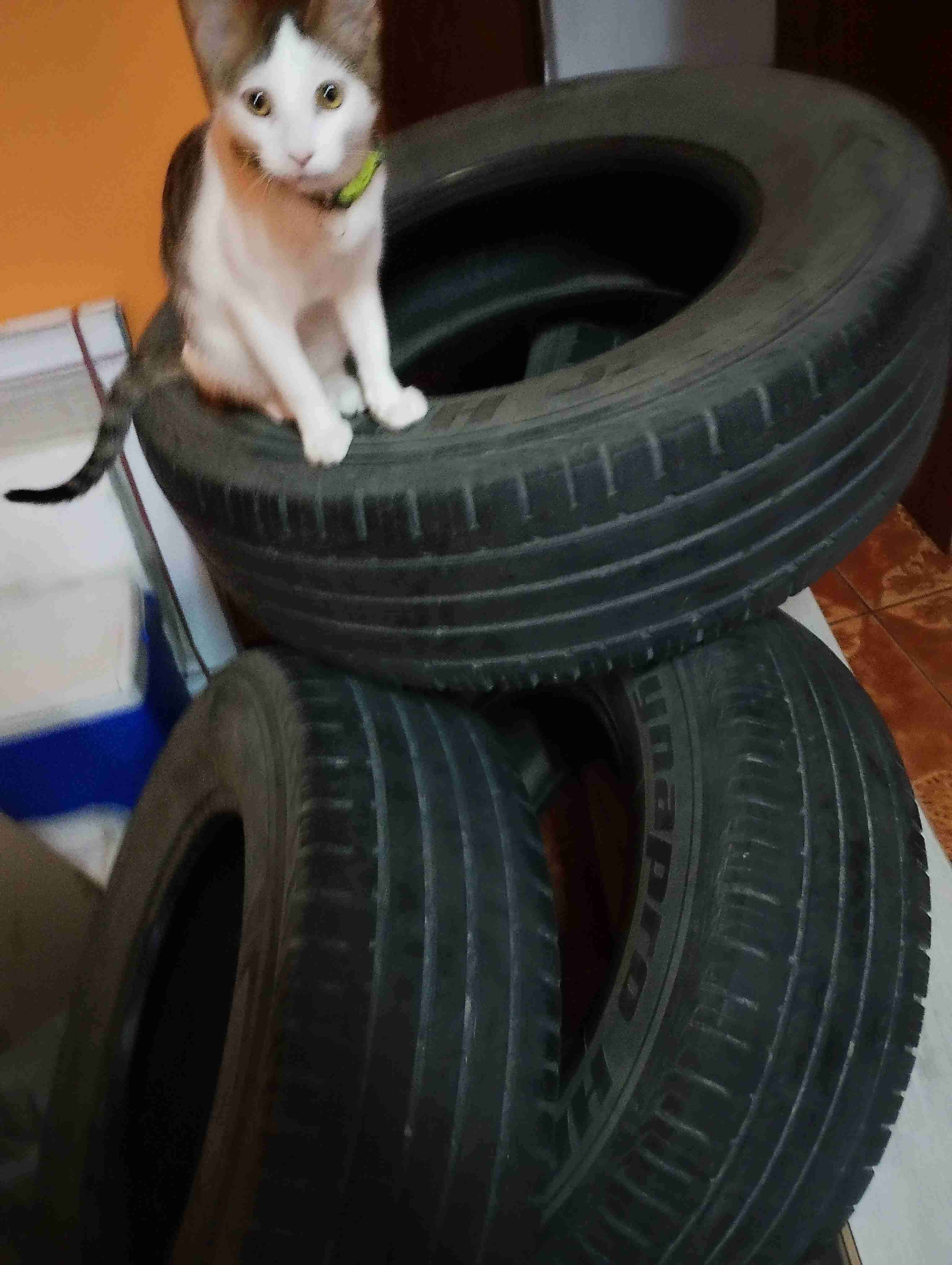 Set de neumáticos usados