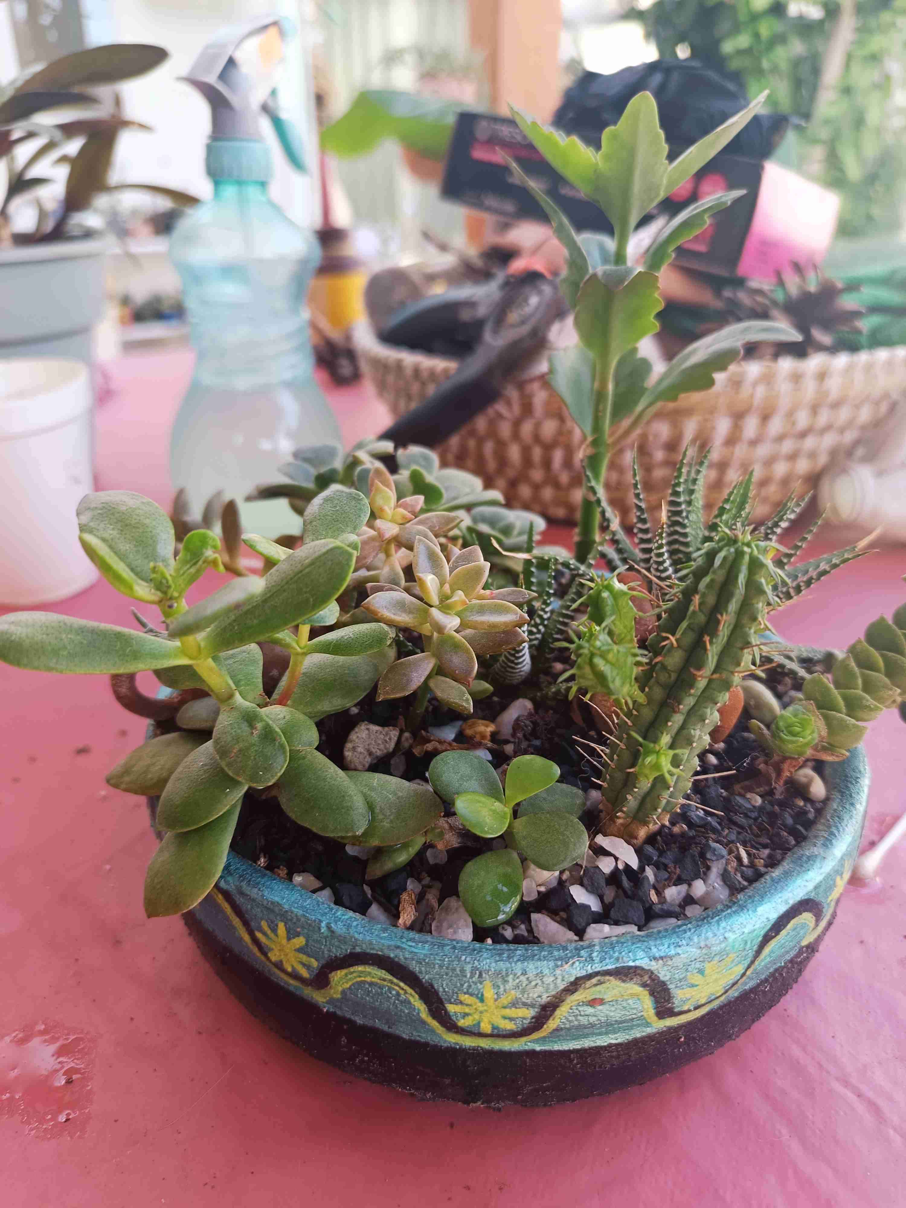 Macetero con suculentas variadas