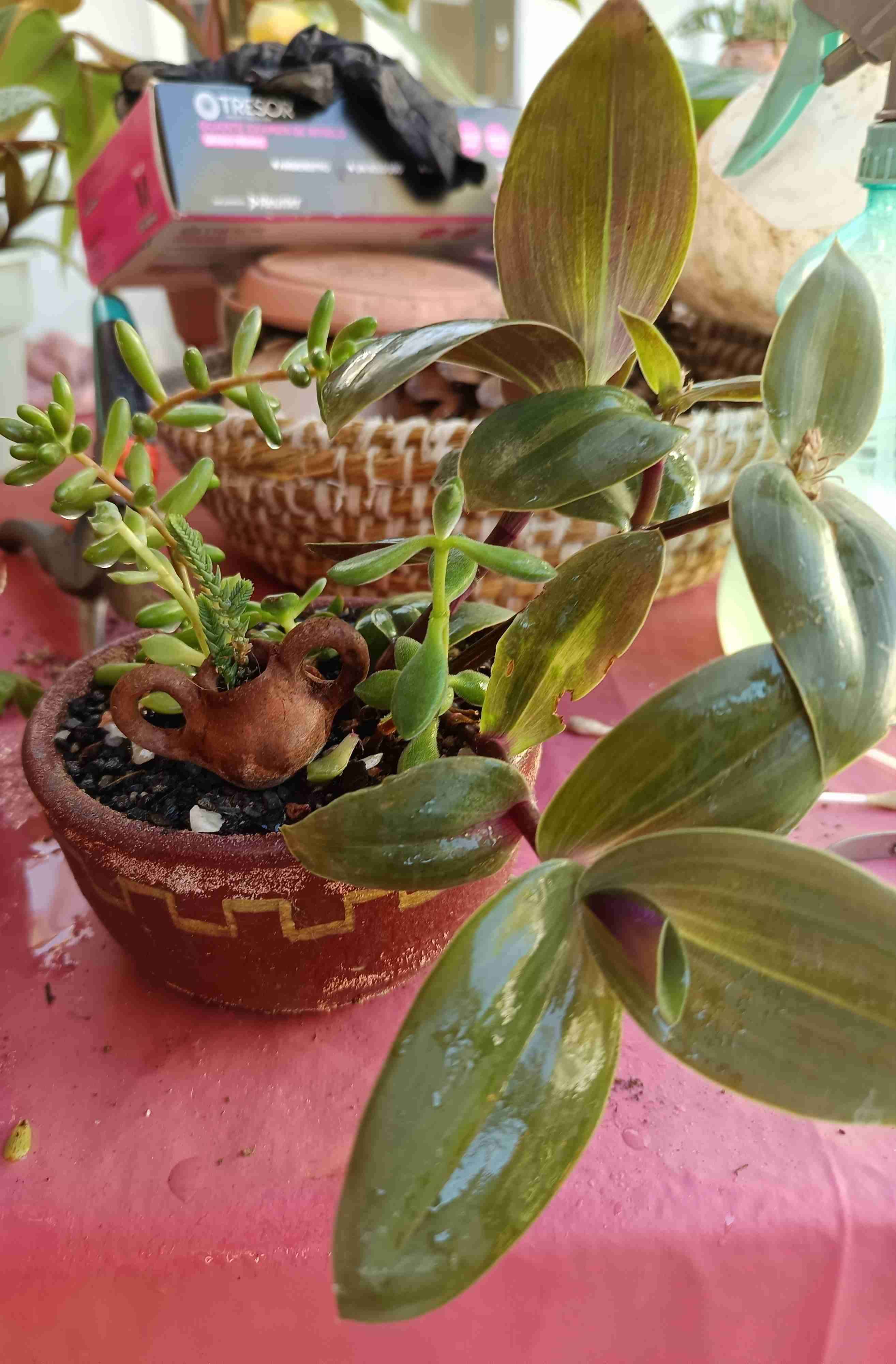 Macetero con suculentas variadas