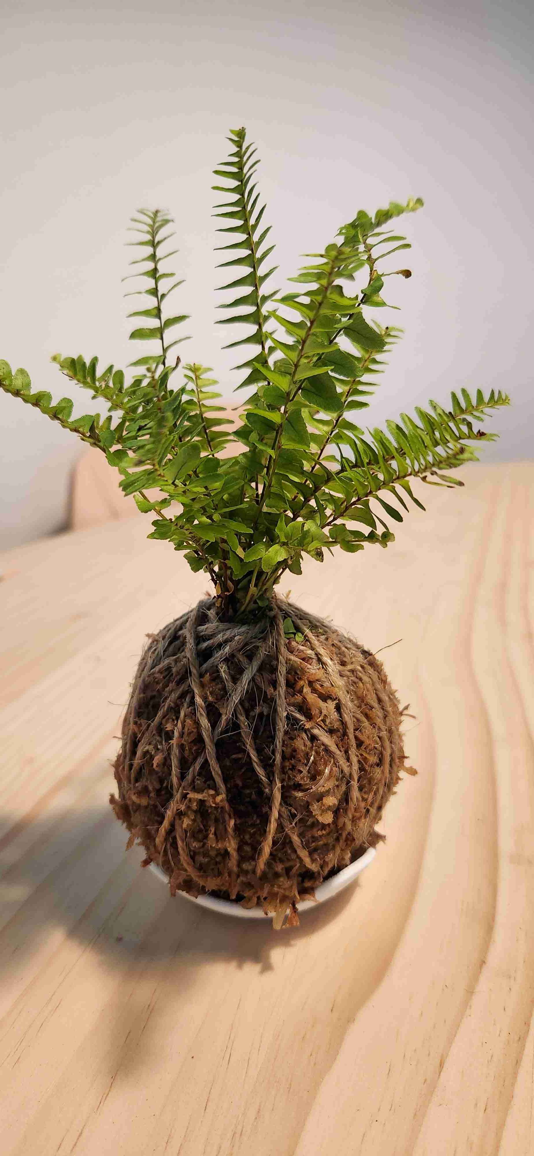 Taller de kokedamas Online y presencial