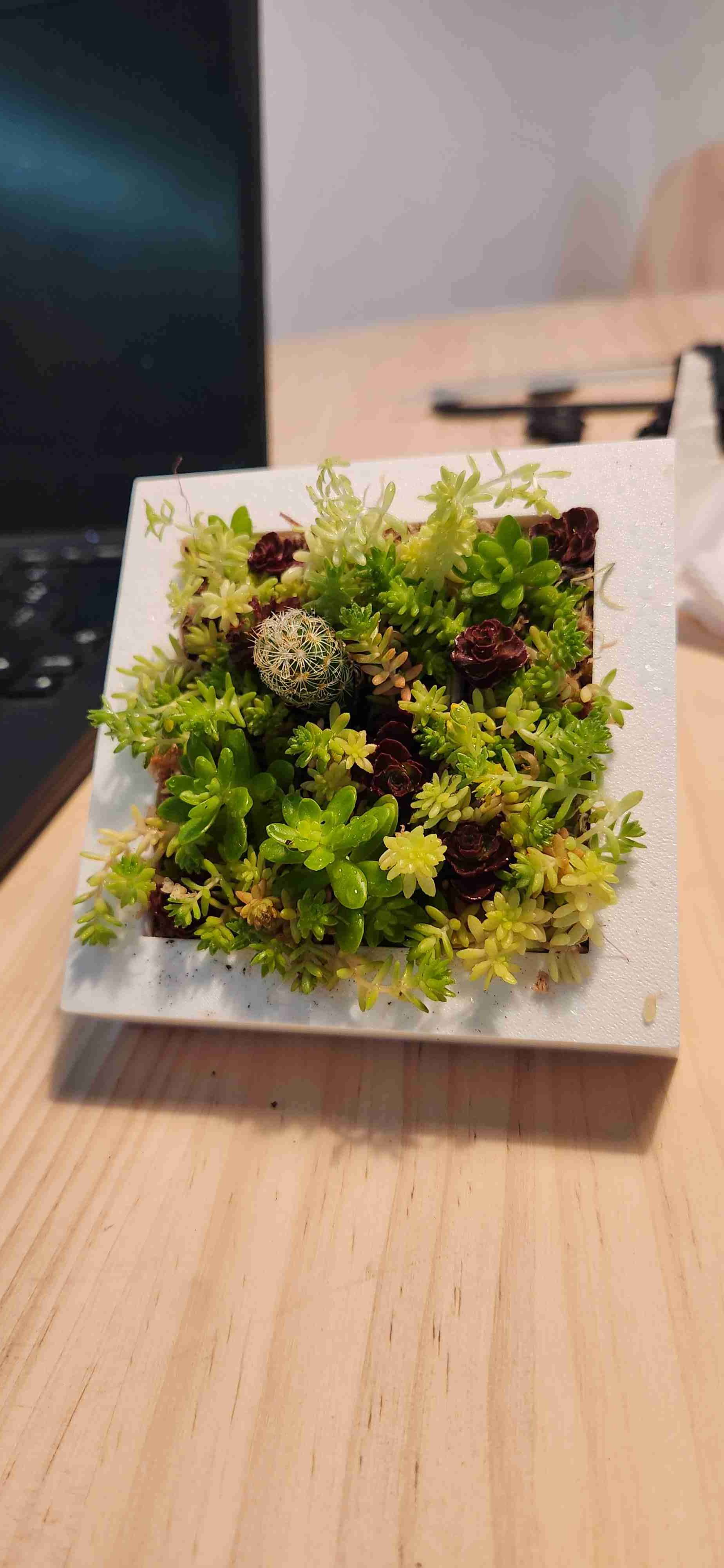 Taller cuadros vivos