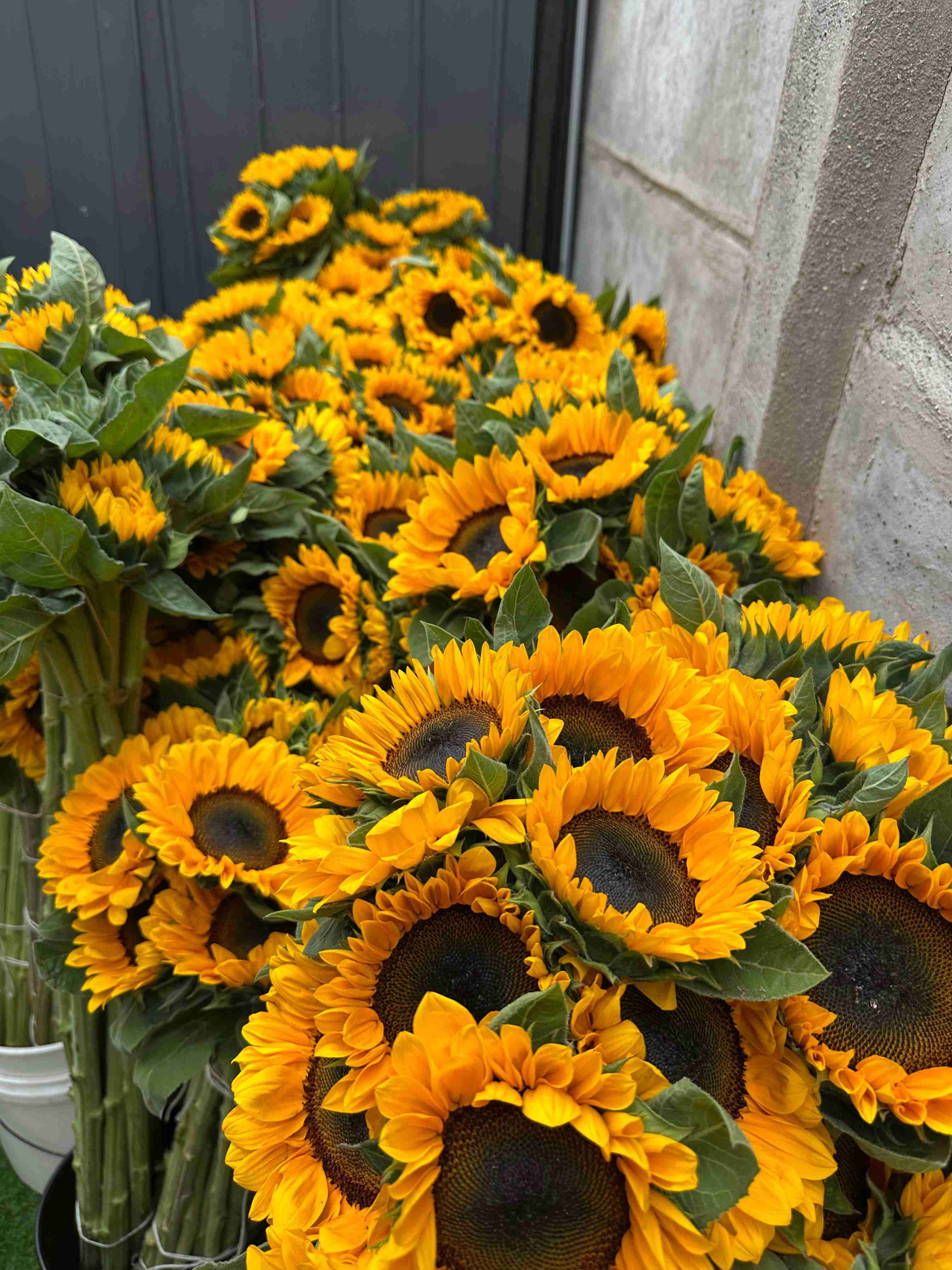 Ramos de girasoles frescos