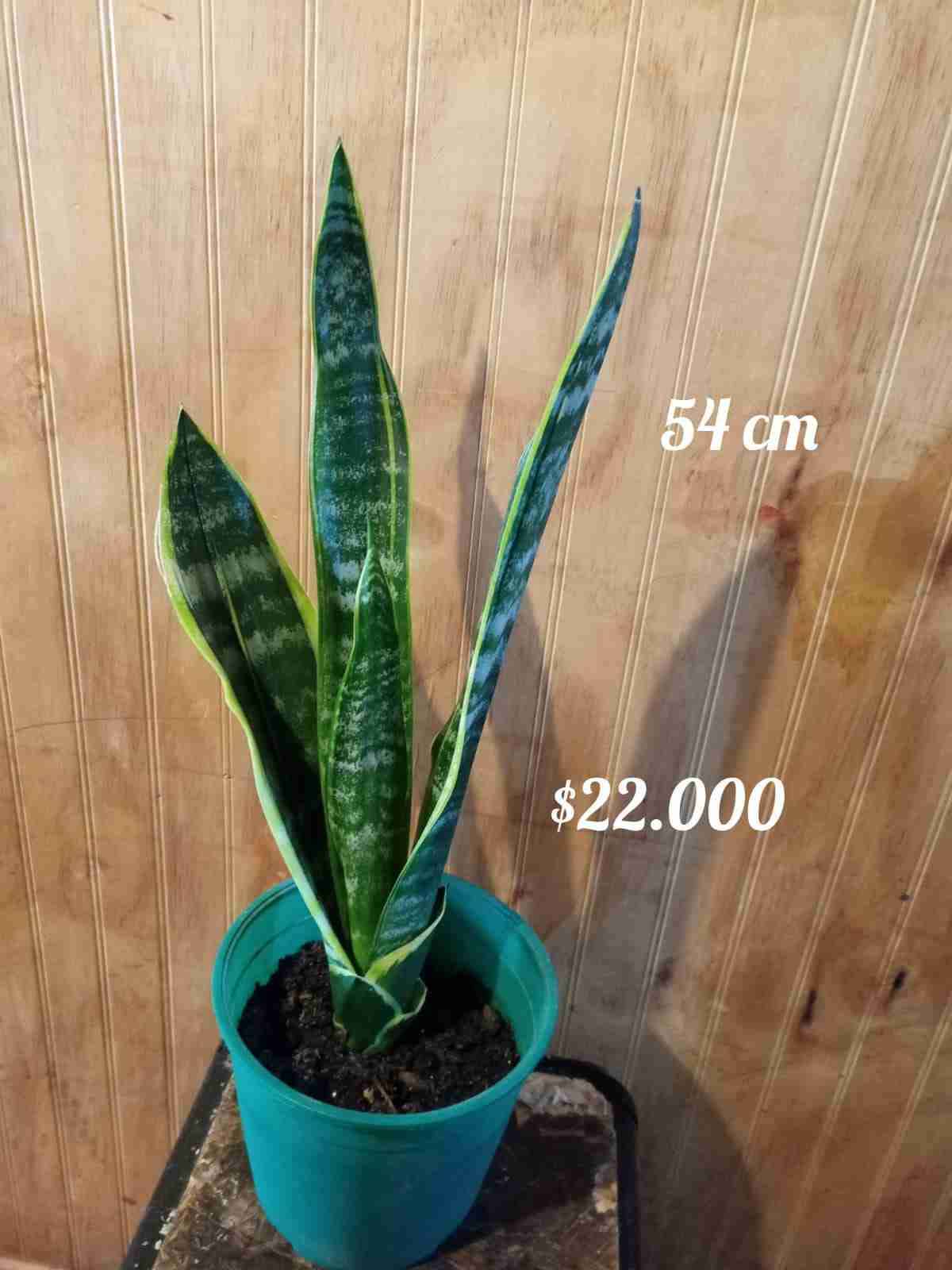 Planta Sansevieria 54 cm