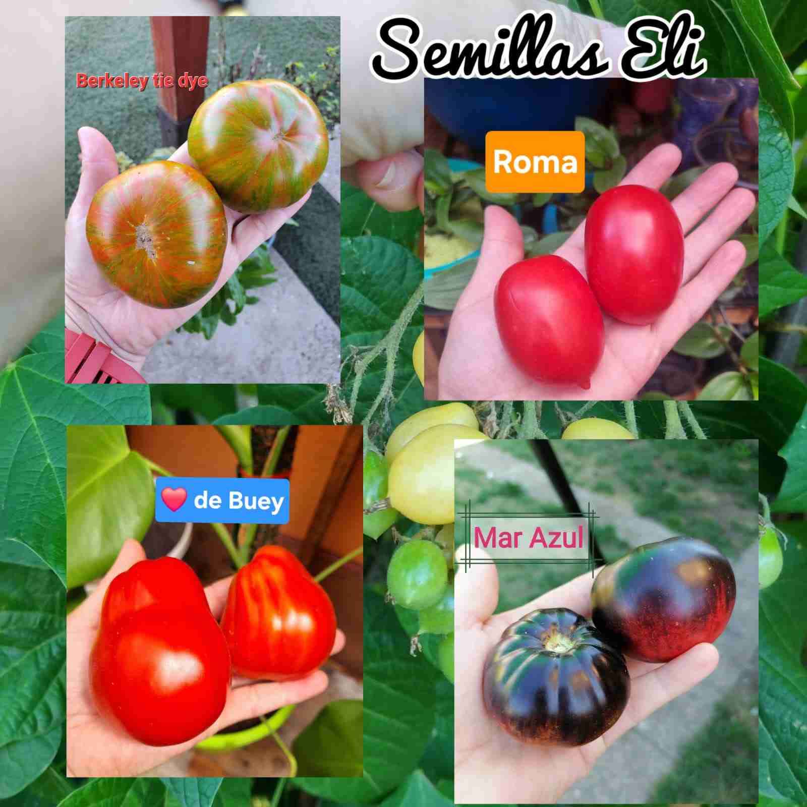 Variedad de semillas de tomates 🍅 - 1