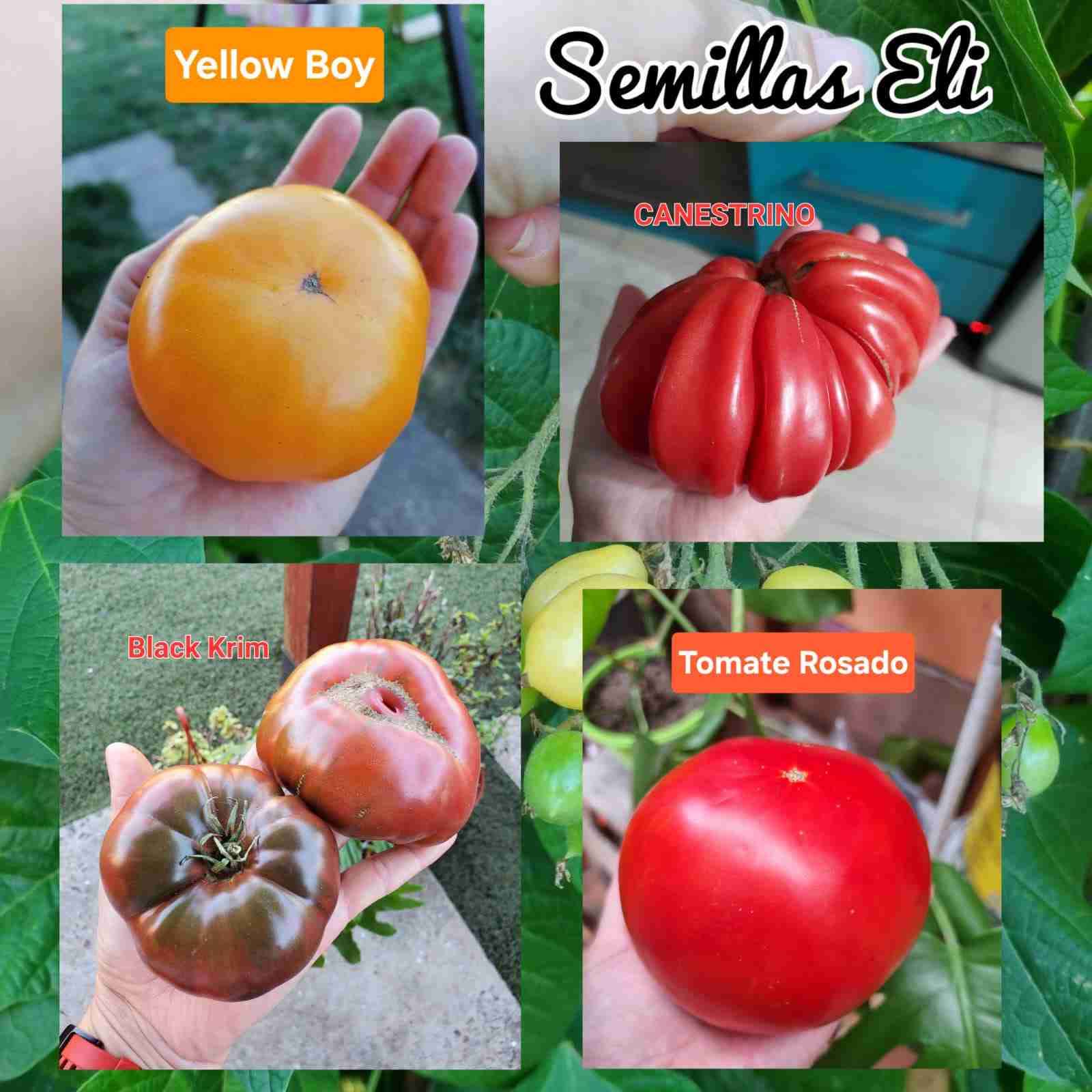 Variedad de semillas de tomates 🍅 - 2