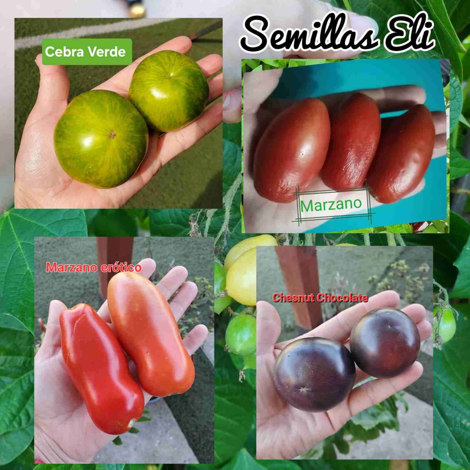 Variedad de semillas de tomates 🍅 - 3
