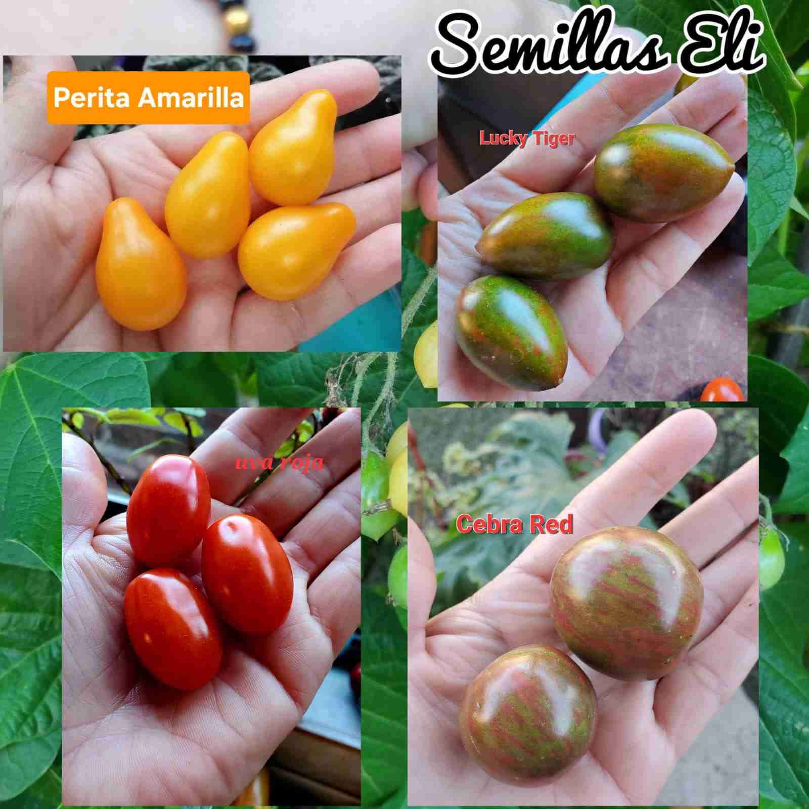Variedad de semillas de tomates 🍅 - 4