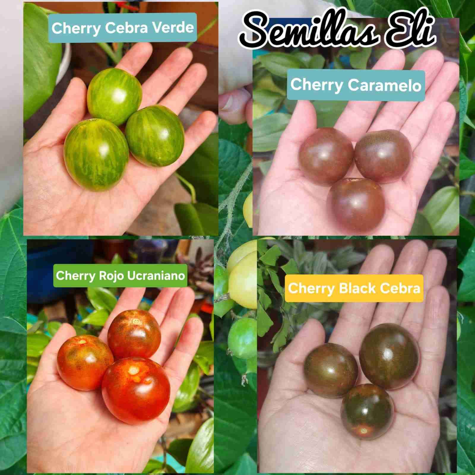 Variedad de semillas de tomates 🍅 - 5