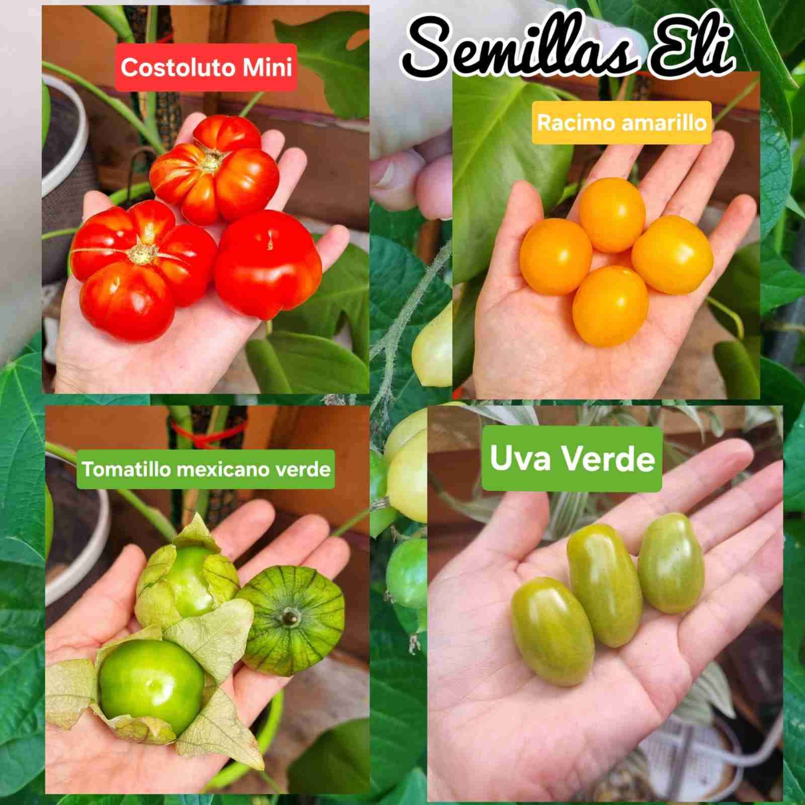 Variedad de semillas de tomates 🍅 - 6