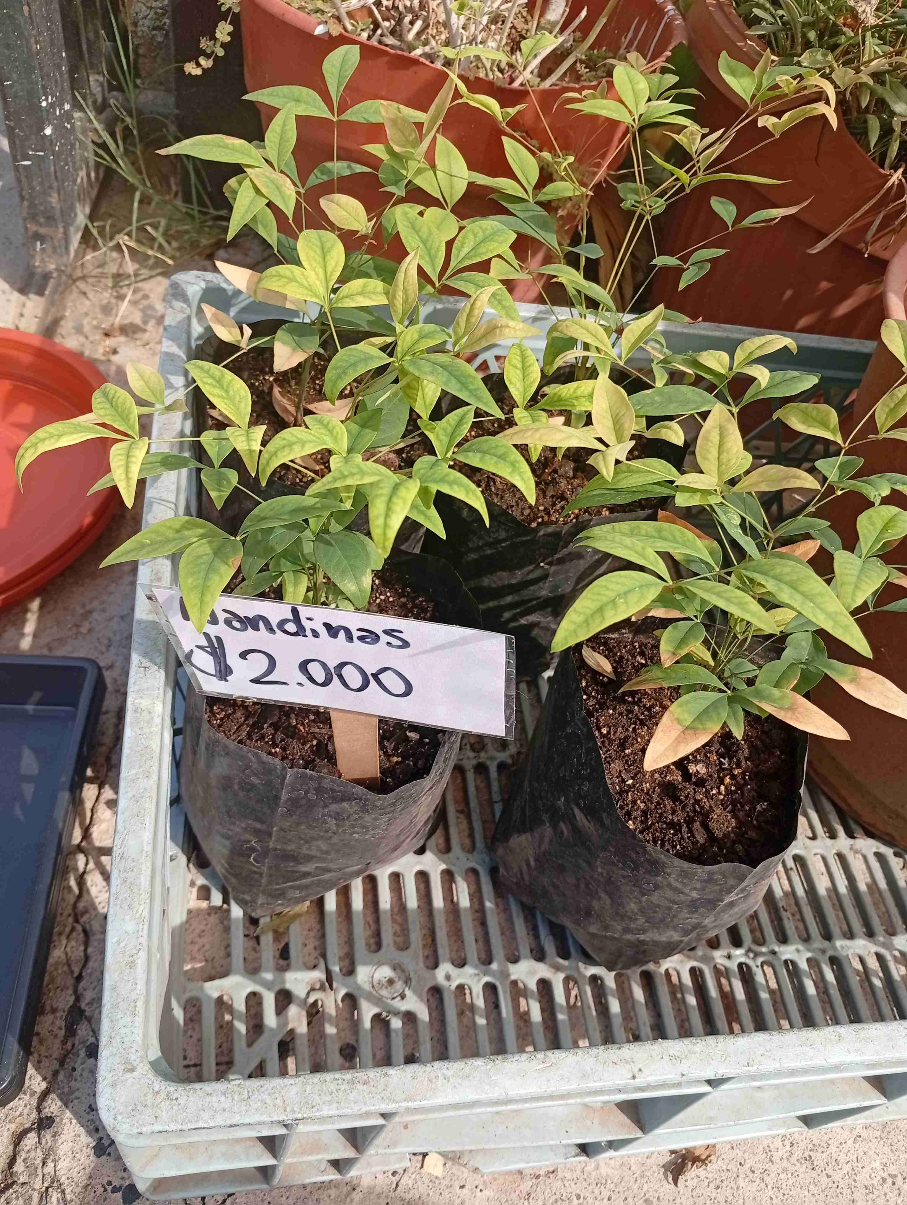 Variedad de plantas y maceteros - miniatura 2