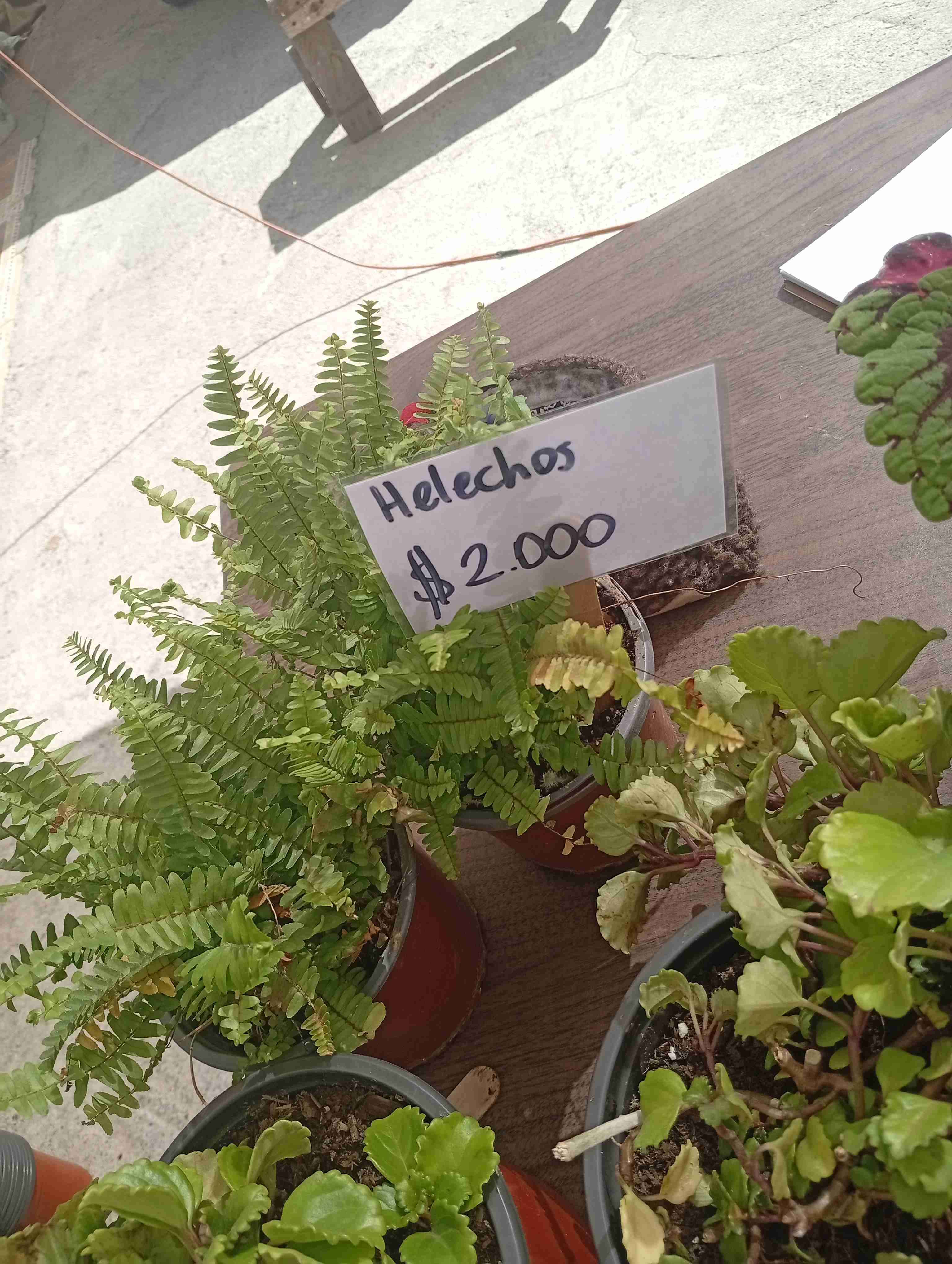 Variedad de plantas y maceteros - miniatura 3