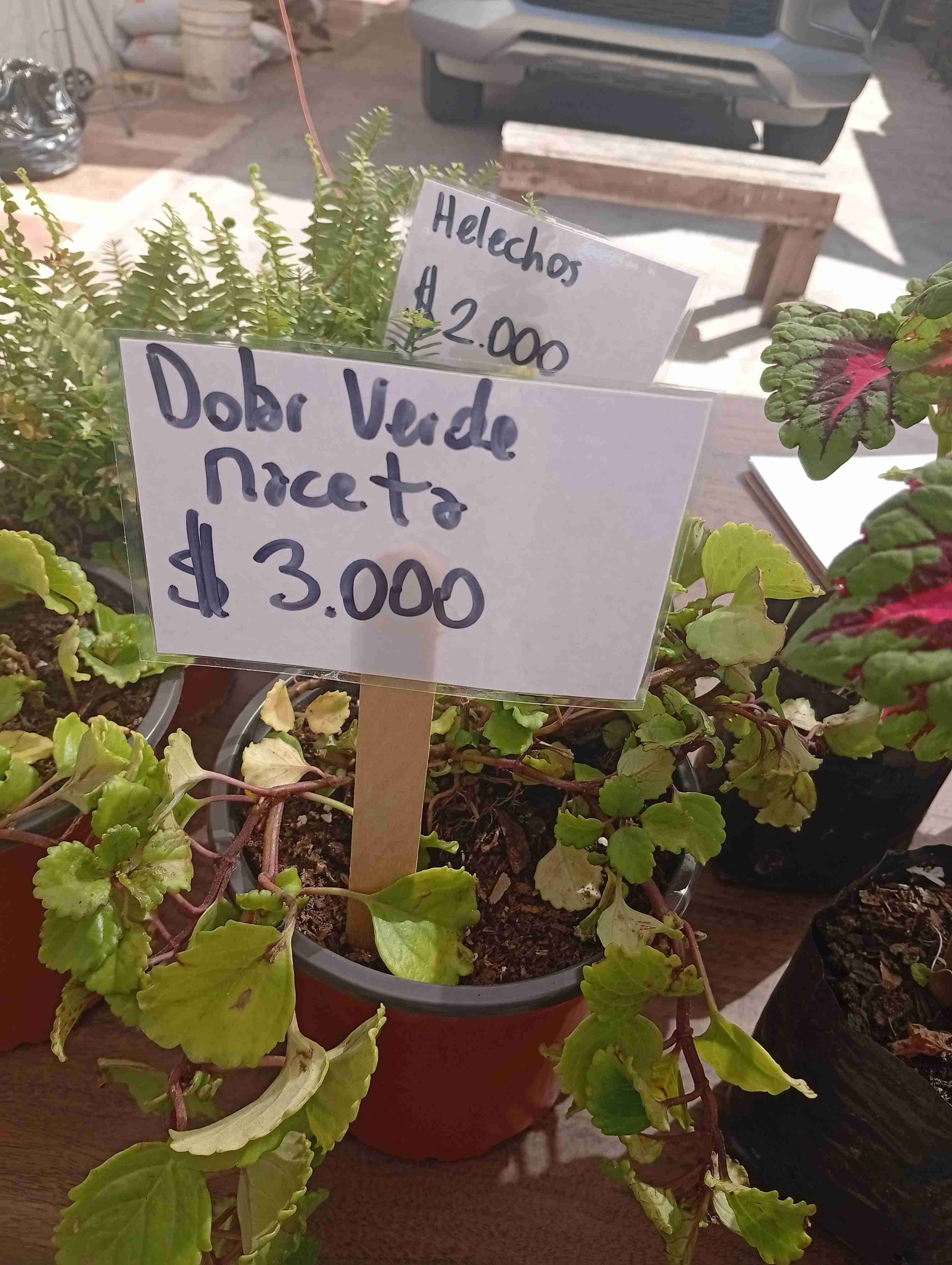 Variedad de plantas y maceteros - miniatura 4