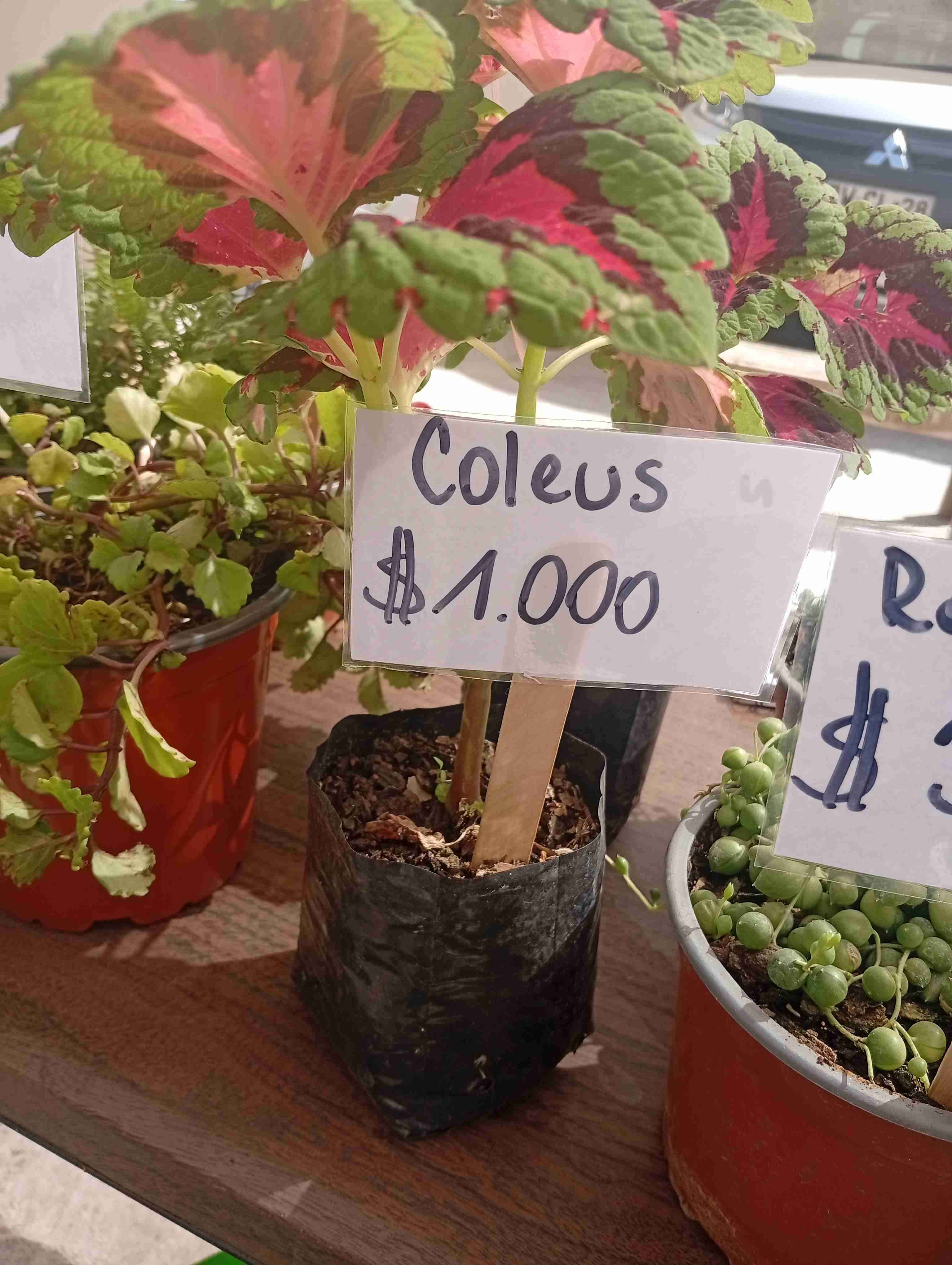 Variedad de plantas y maceteros - miniatura 5