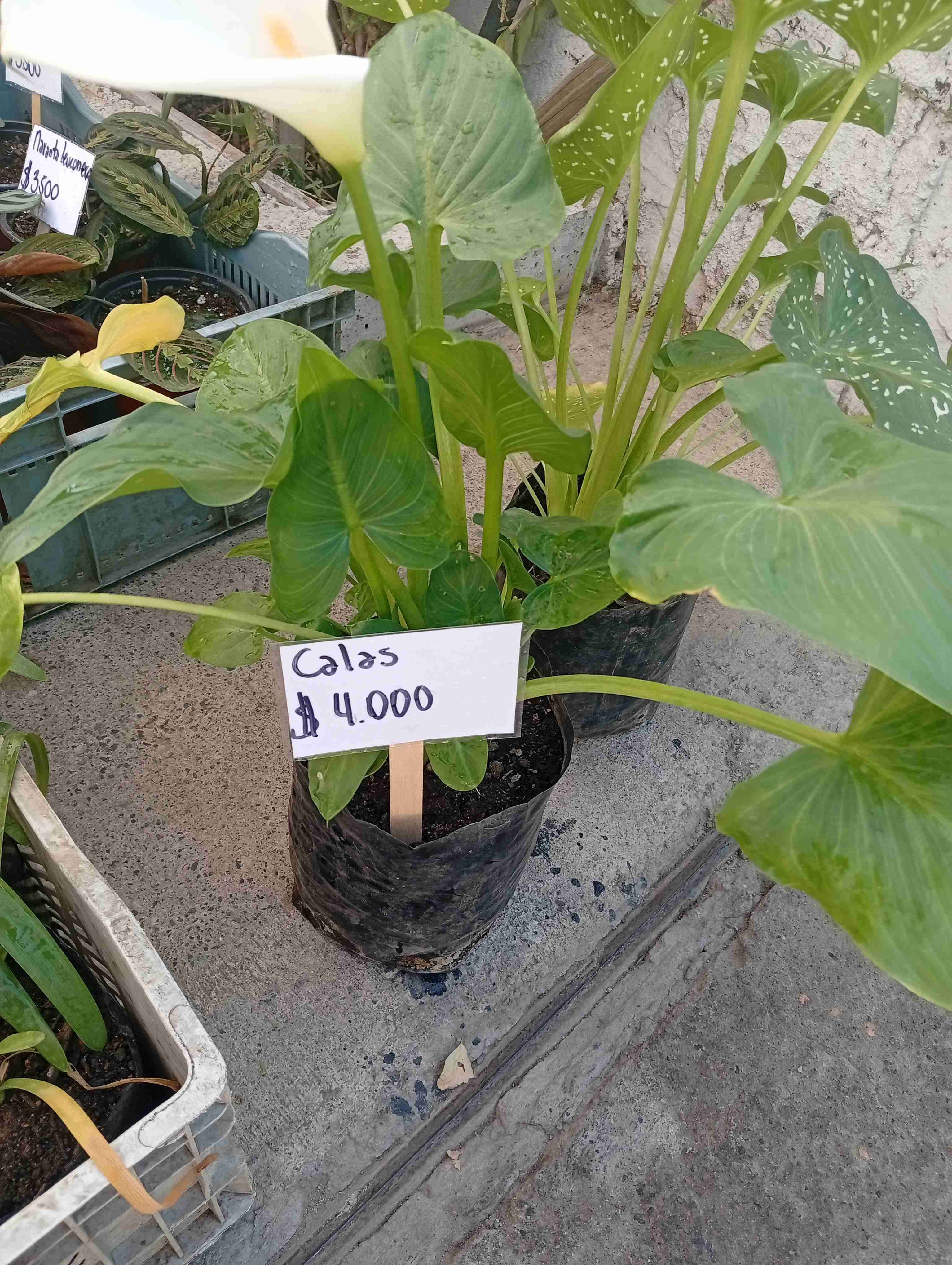 Variedad de plantas y maceteros - miniatura 6