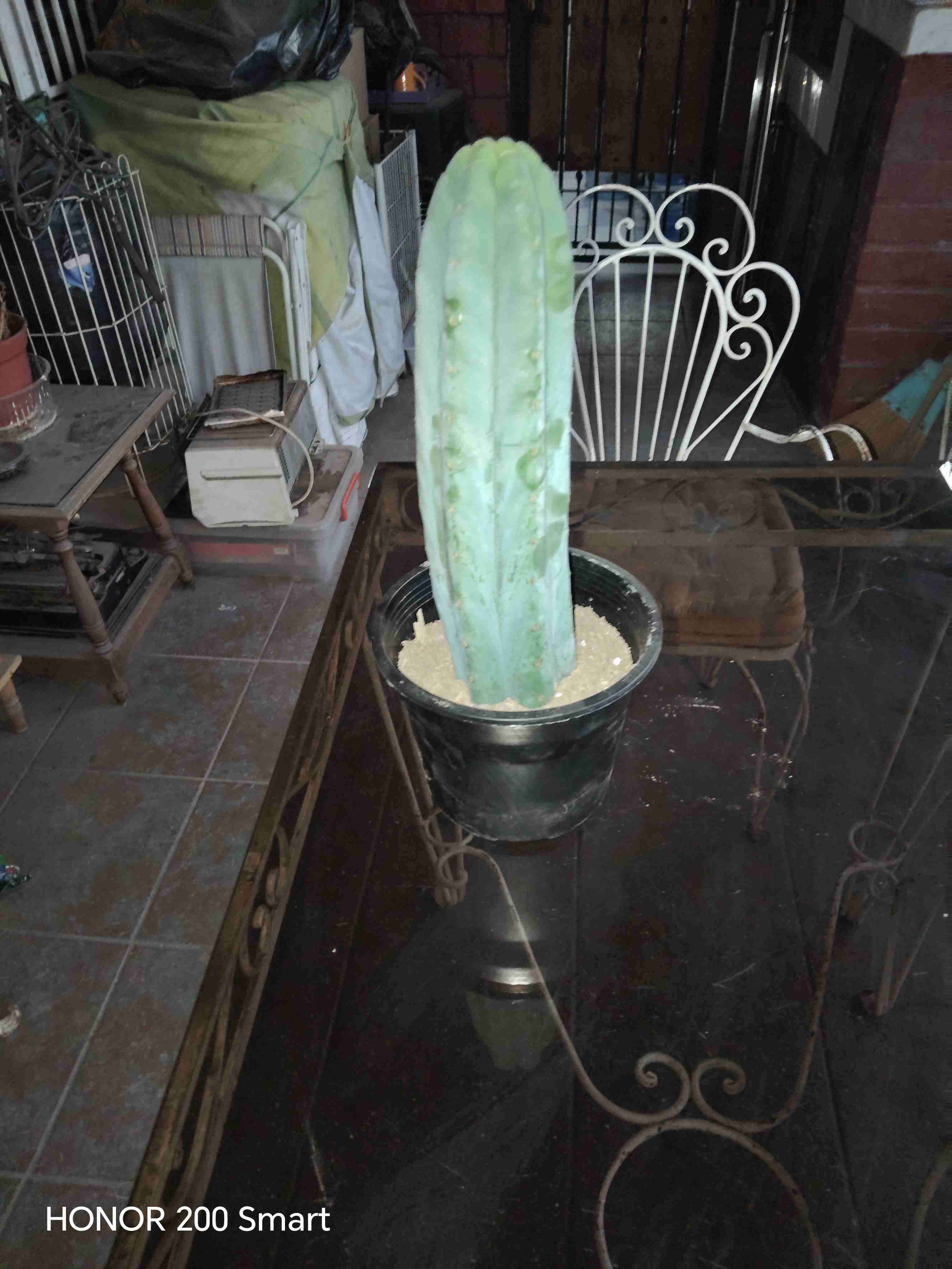 Cactus en macetero negro - miniatura 1