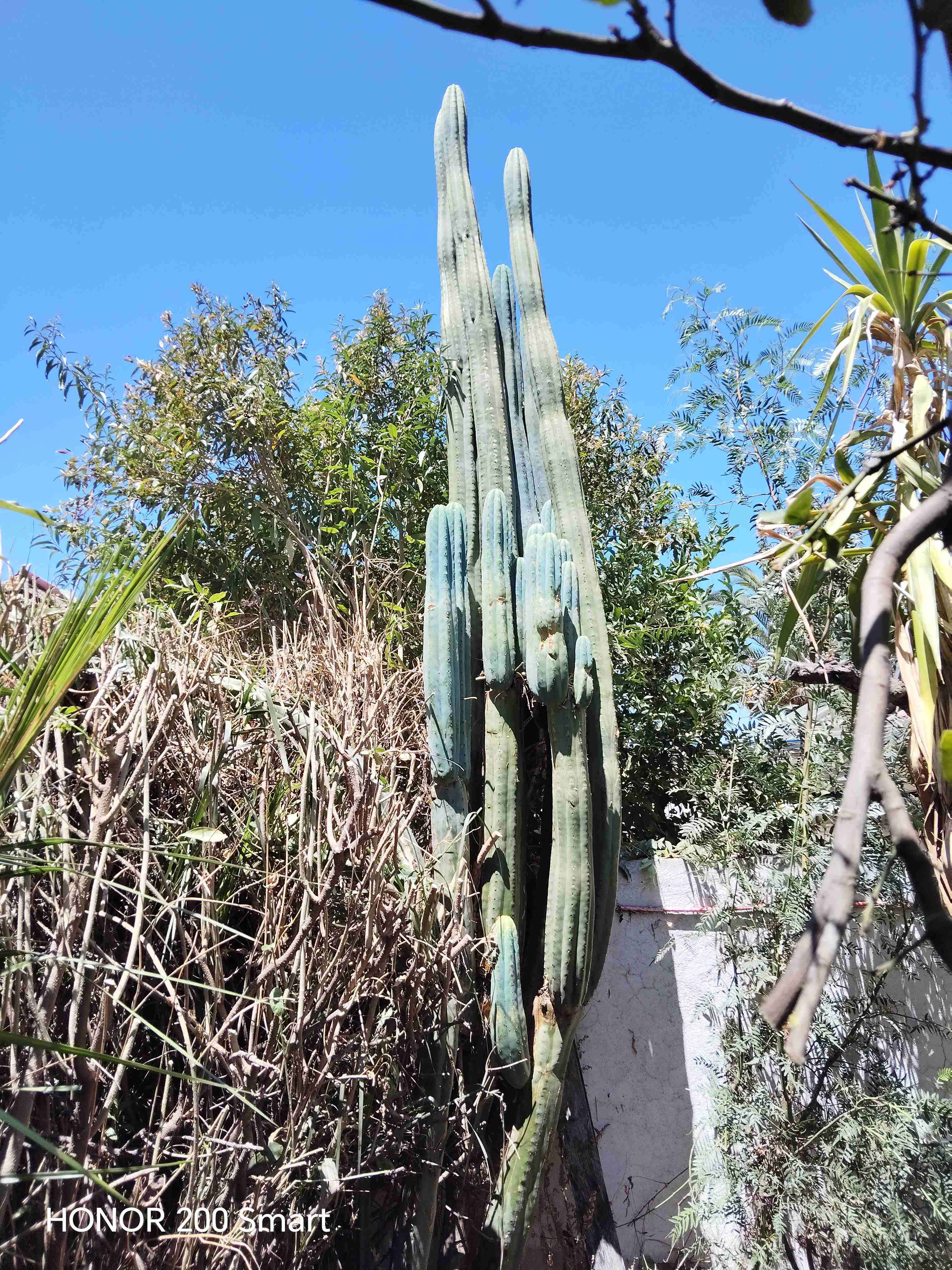 Cactus en macetero negro - miniatura 2
