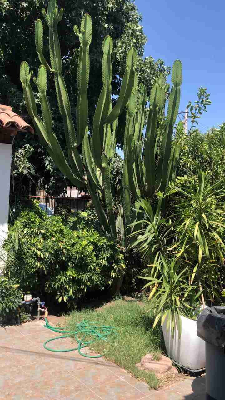 Cactus en macetero negro - miniatura 3