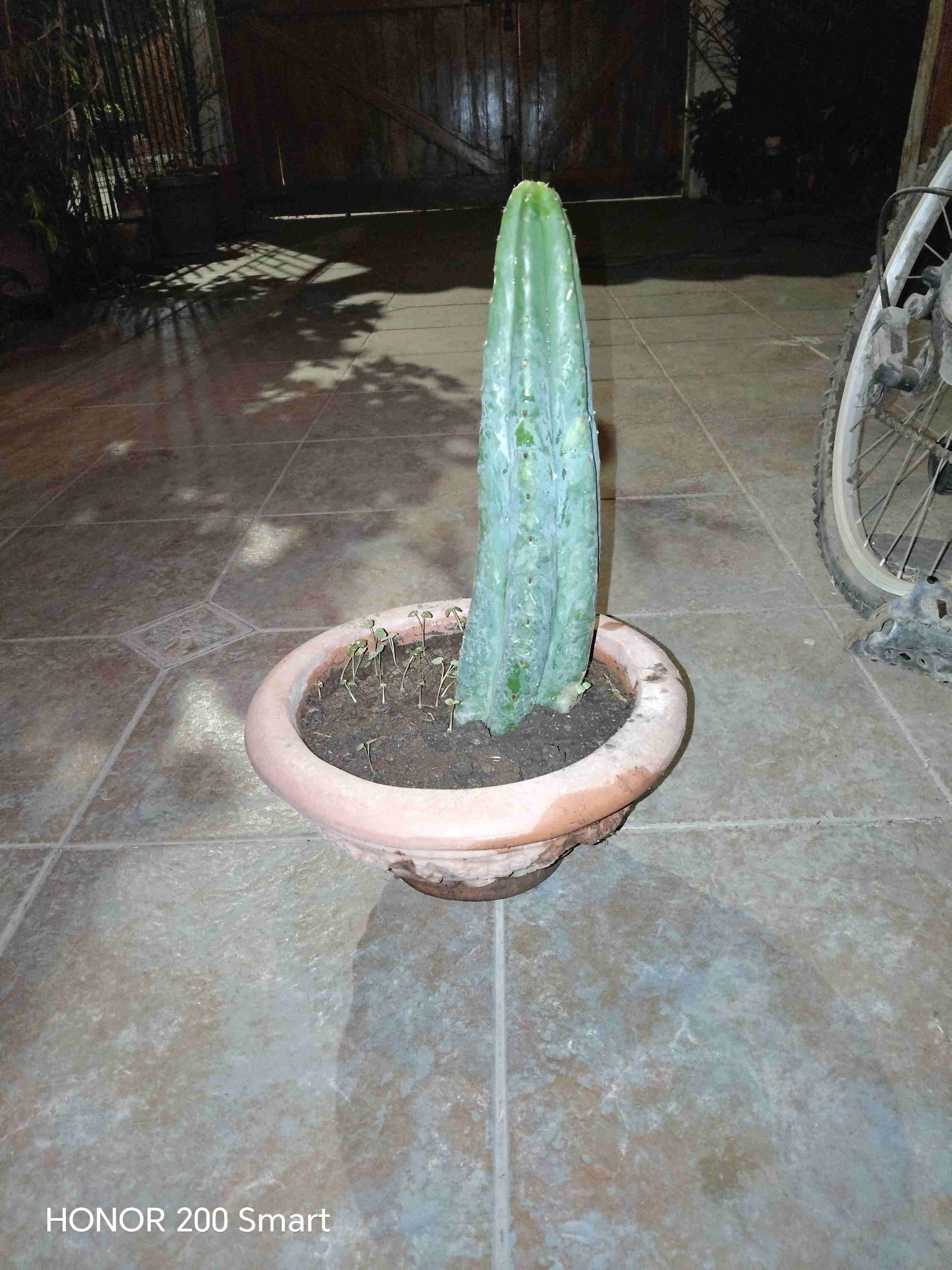 Cactus en macetero negro - miniatura 4