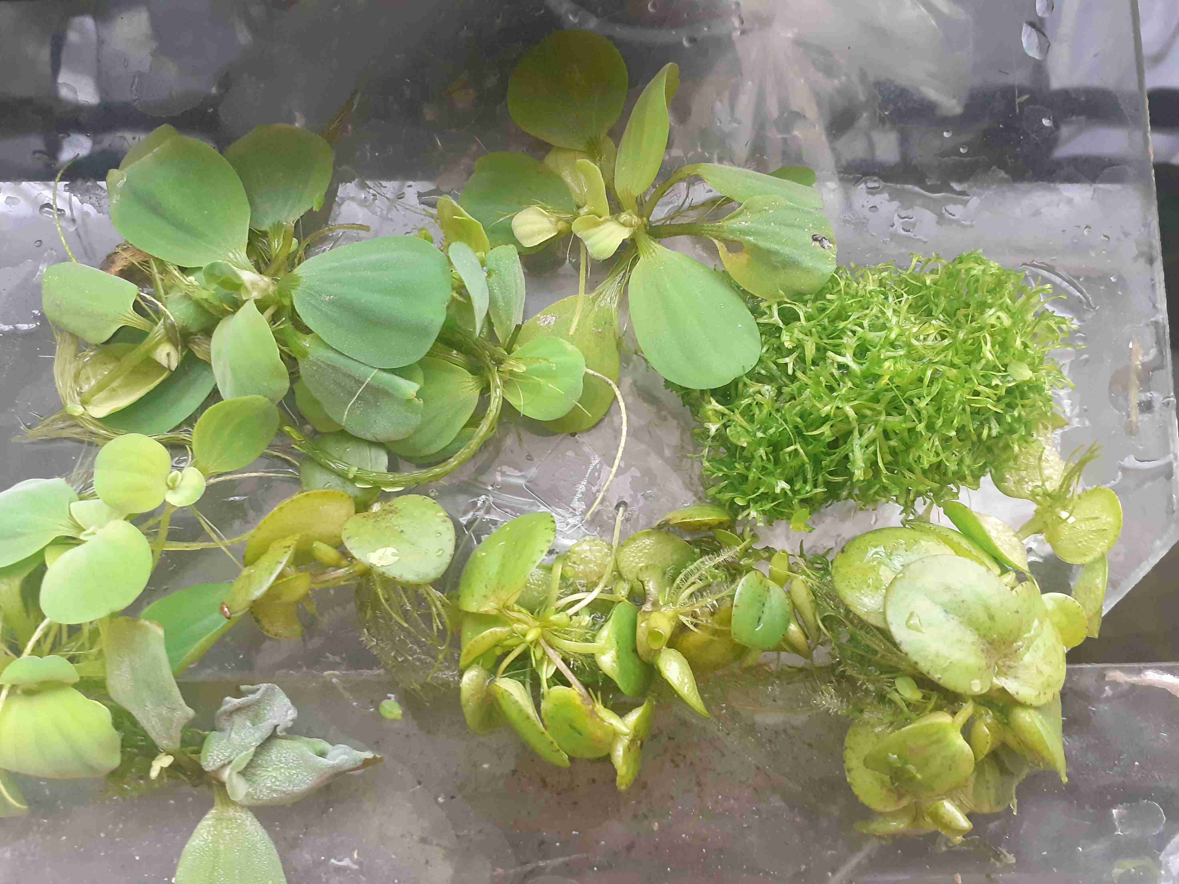 Plantas acuáticas Salvinia y Limnobium - miniatura 2