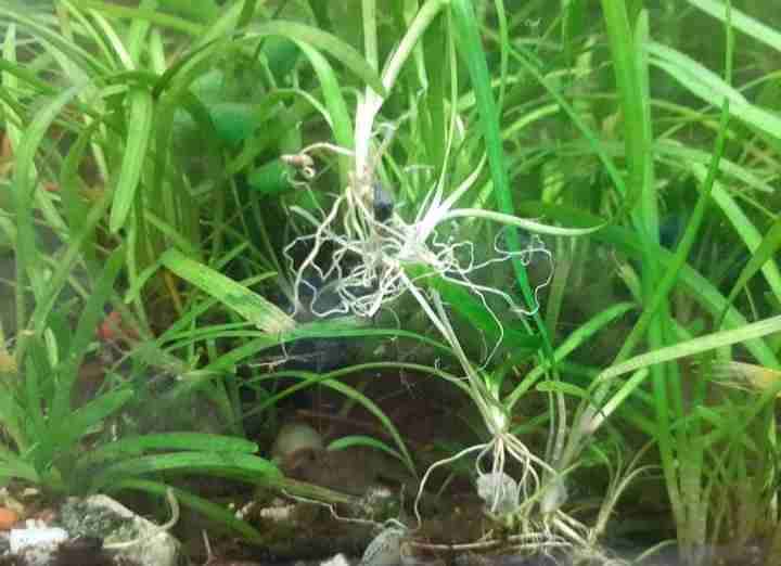 Plantas acuáticas Salvinia y Limnobium - miniatura 3