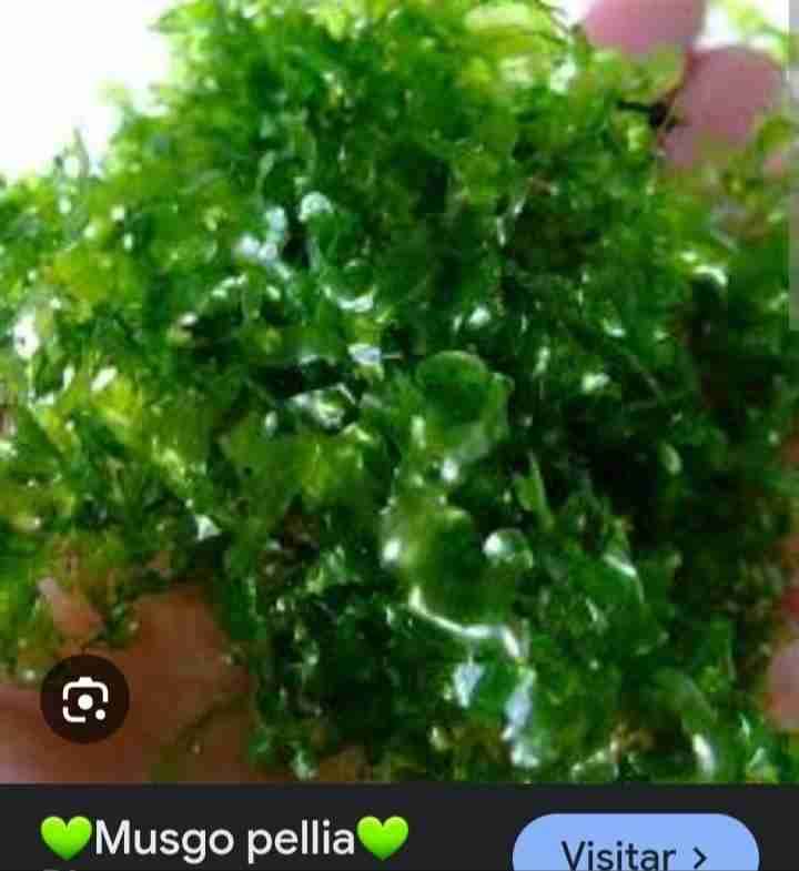 Plantas acuáticas Salvinia y Limnobium - miniatura 4