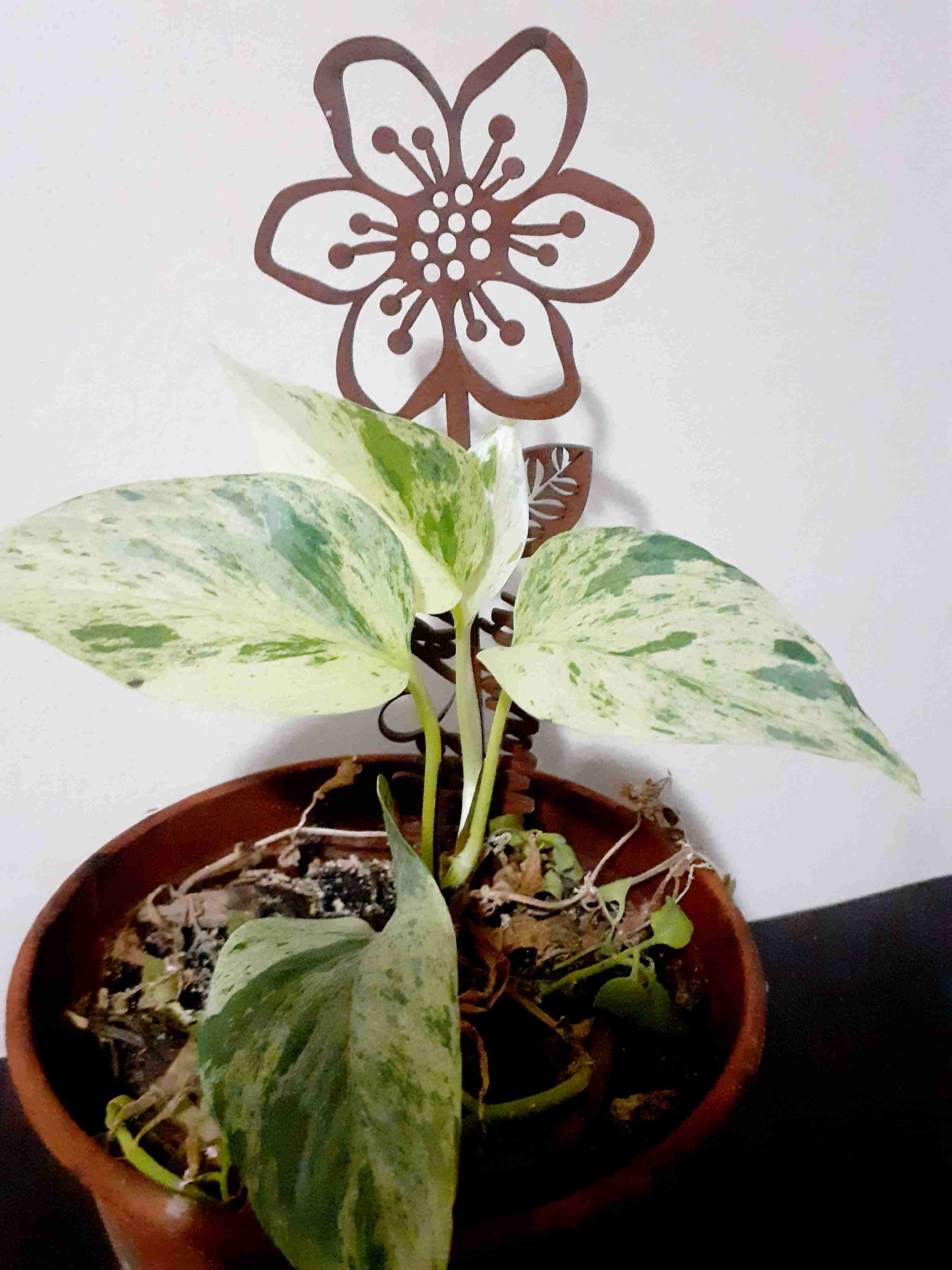 Pothus Snow y variegada en macetero en humus - miniatura 2