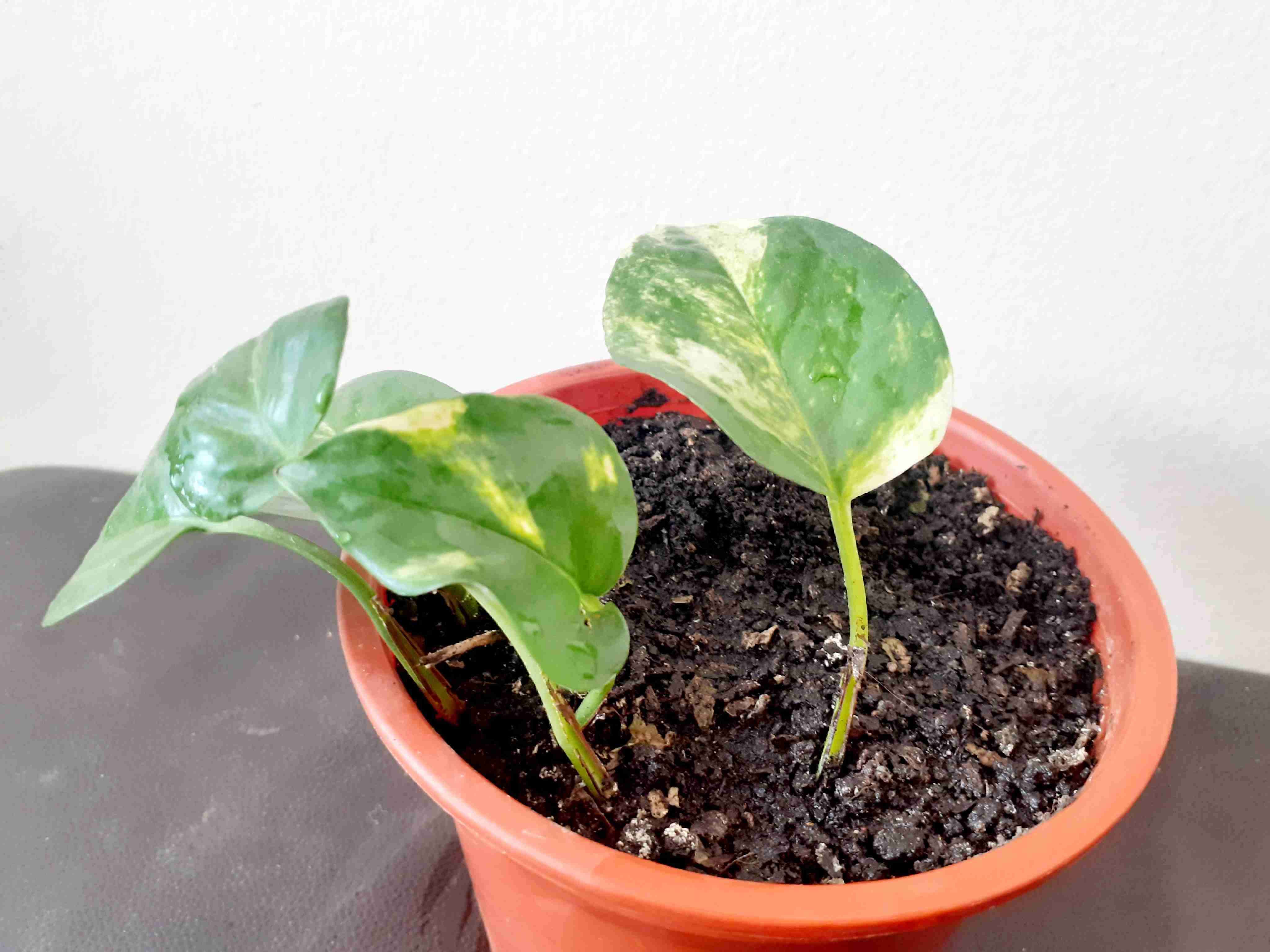 Pothus Snow y variegada en macetero en humus - miniatura 3