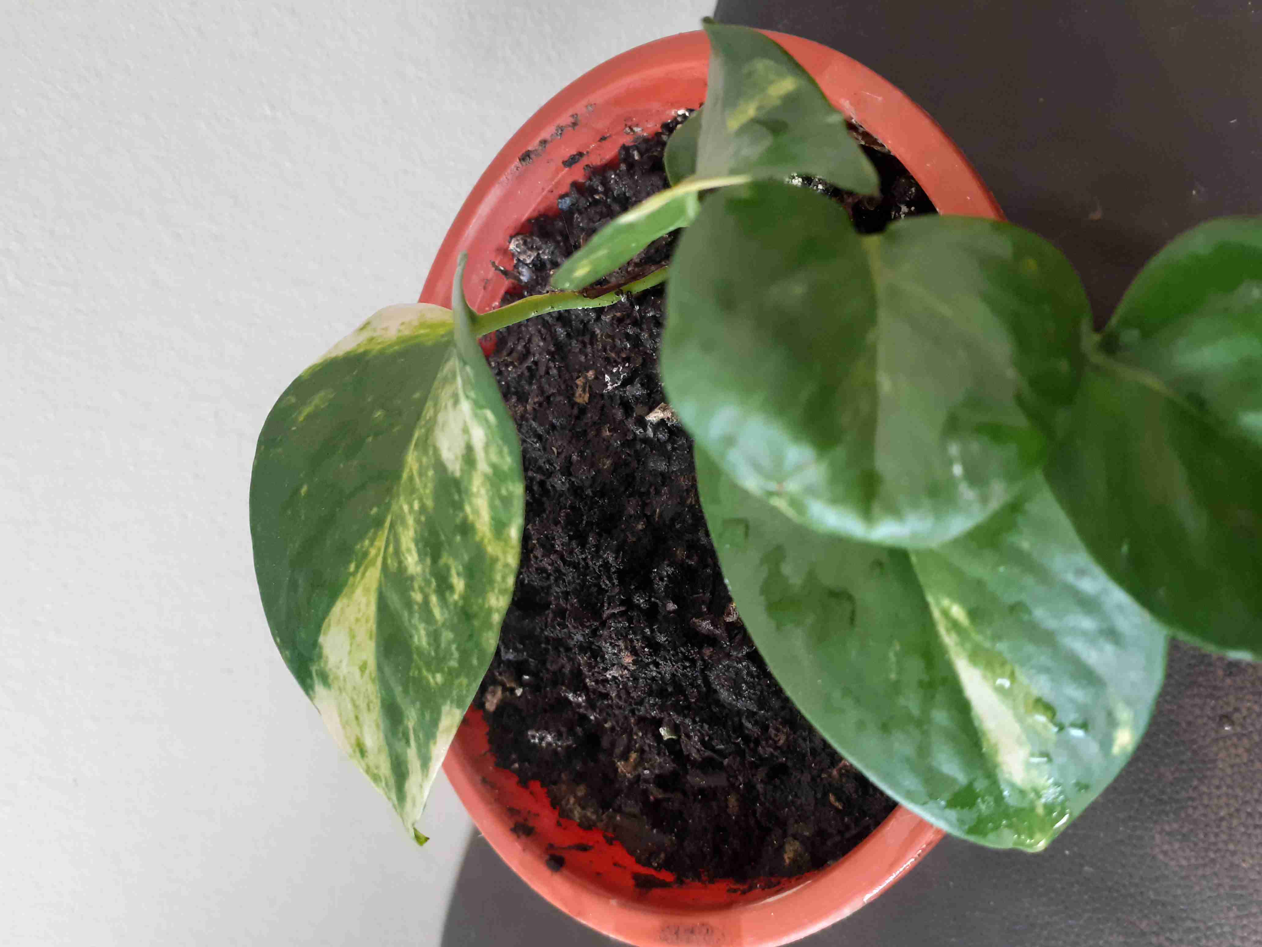 Pothus Snow y variegada en macetero en humus - miniatura 4