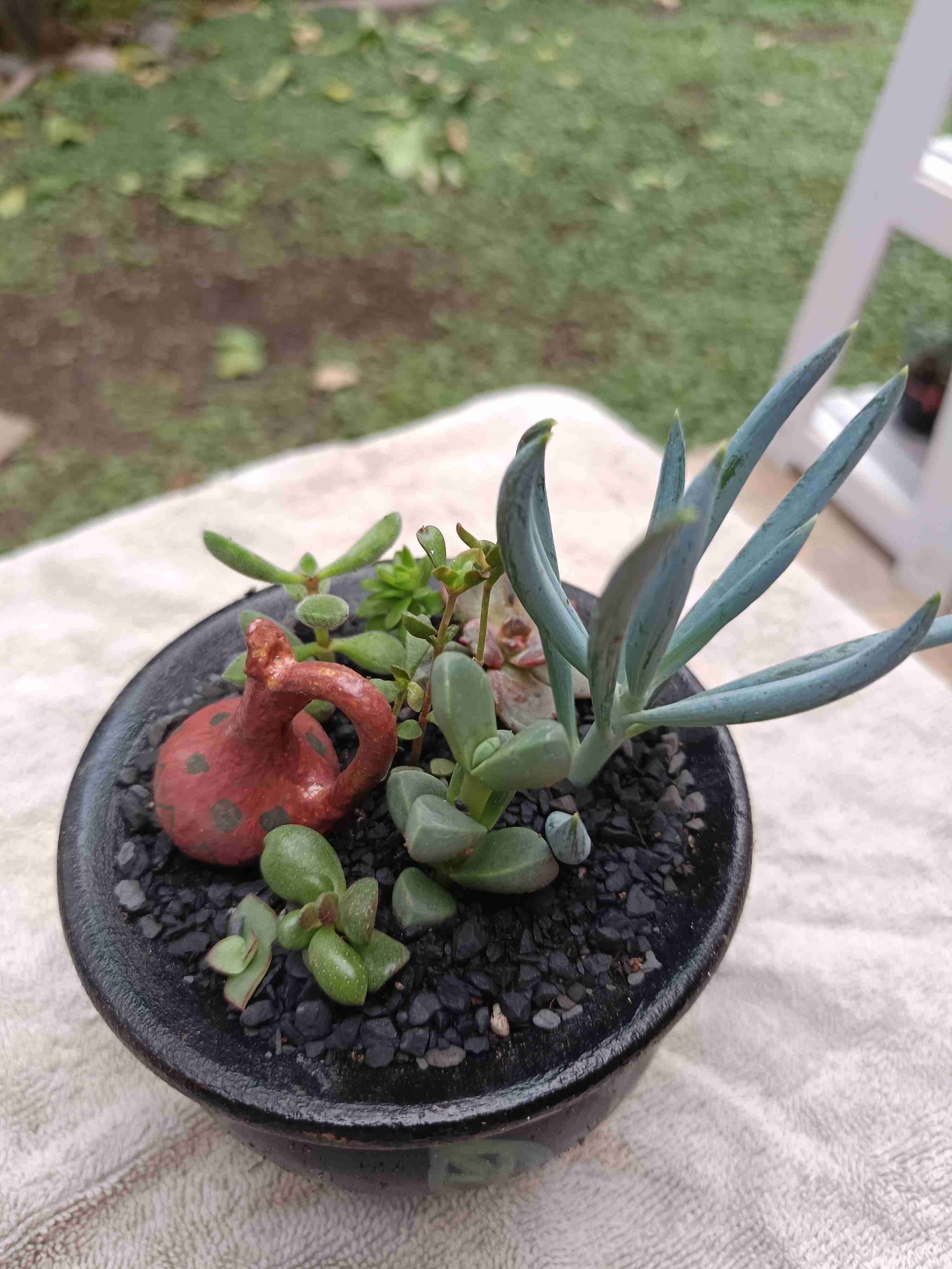 Día de la madre. Mini jardín.Maceta, suculentas - miniatura 3