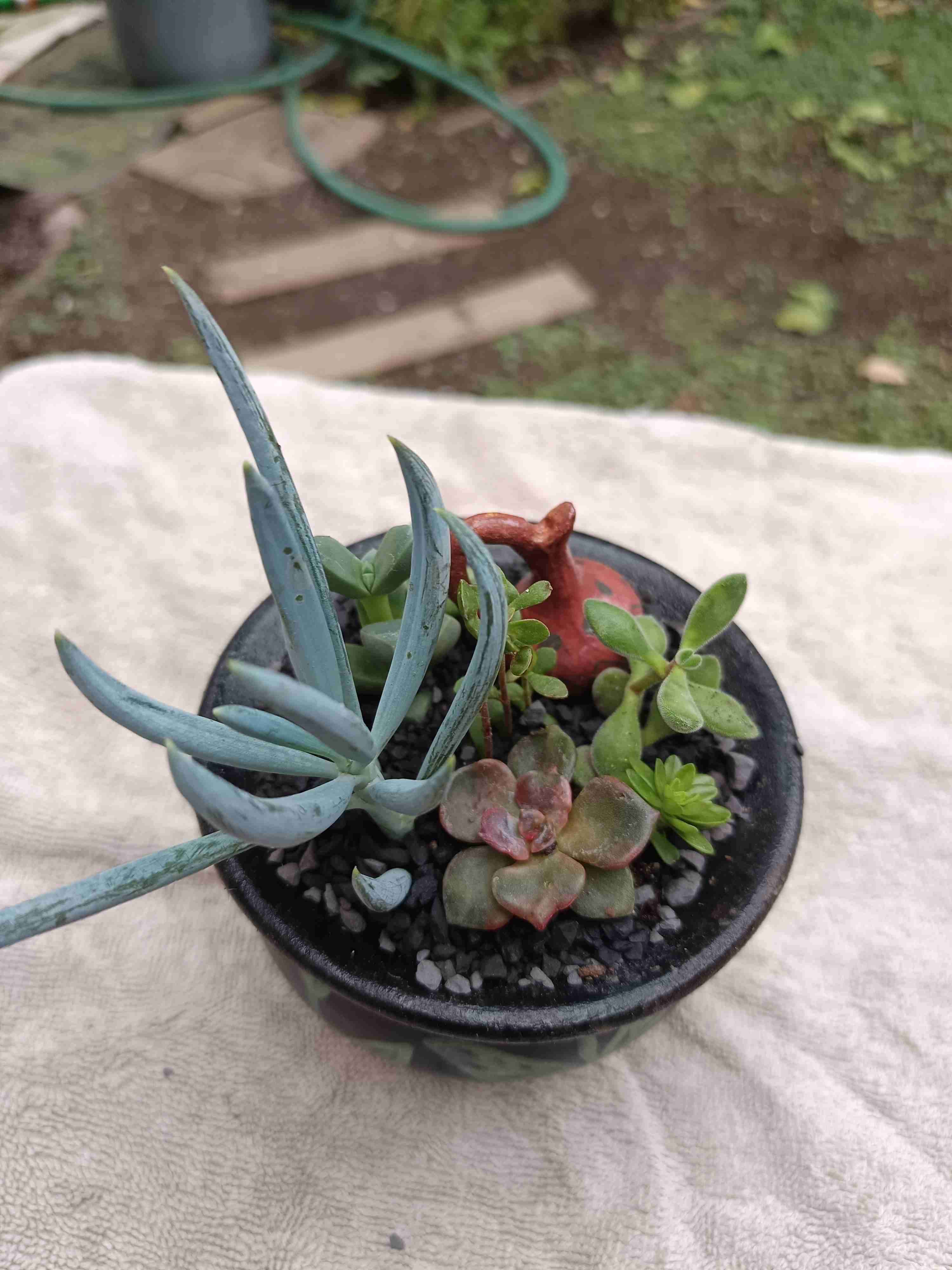 Día de la madre. Mini jardín.Maceta, suculentas - miniatura 4