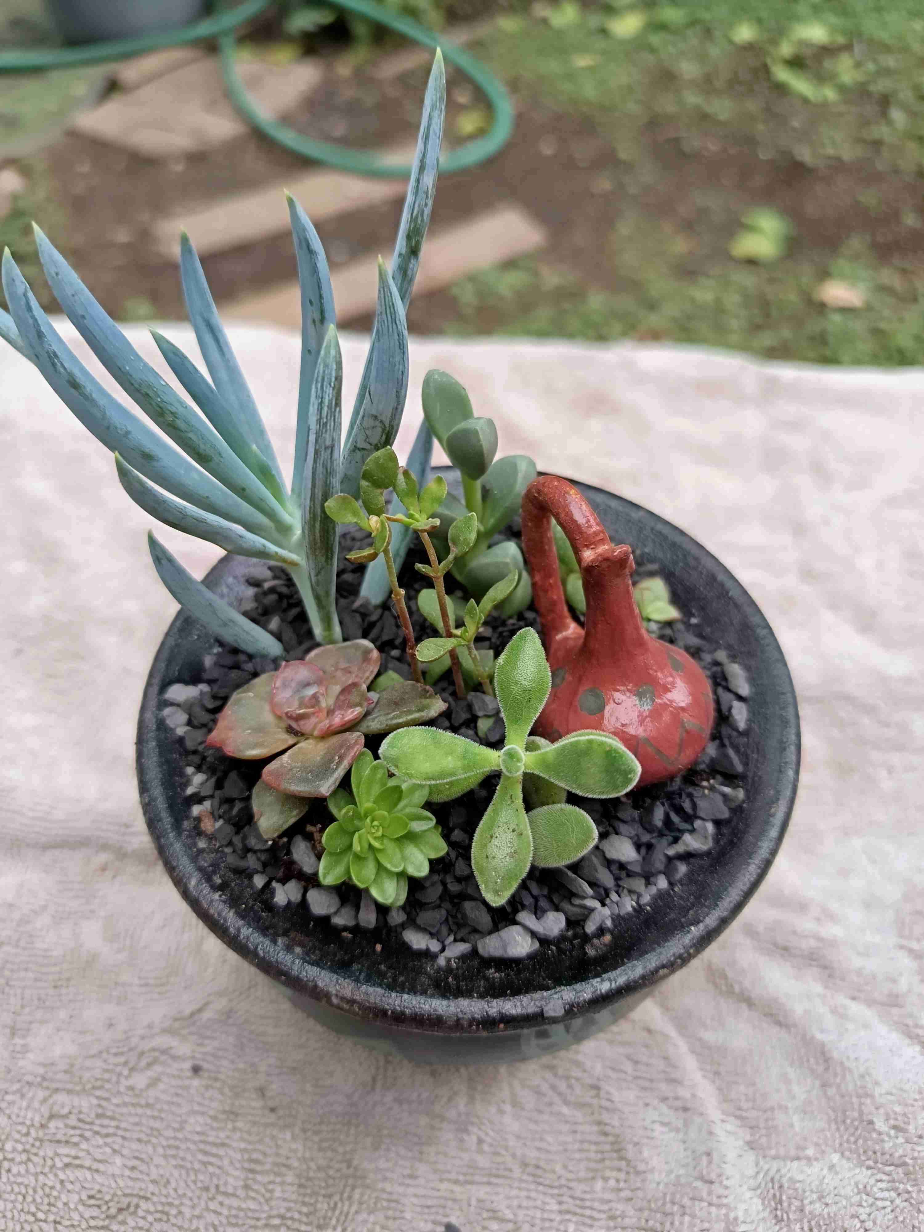 Día de la madre. Mini jardín.Maceta, suculentas - miniatura 5