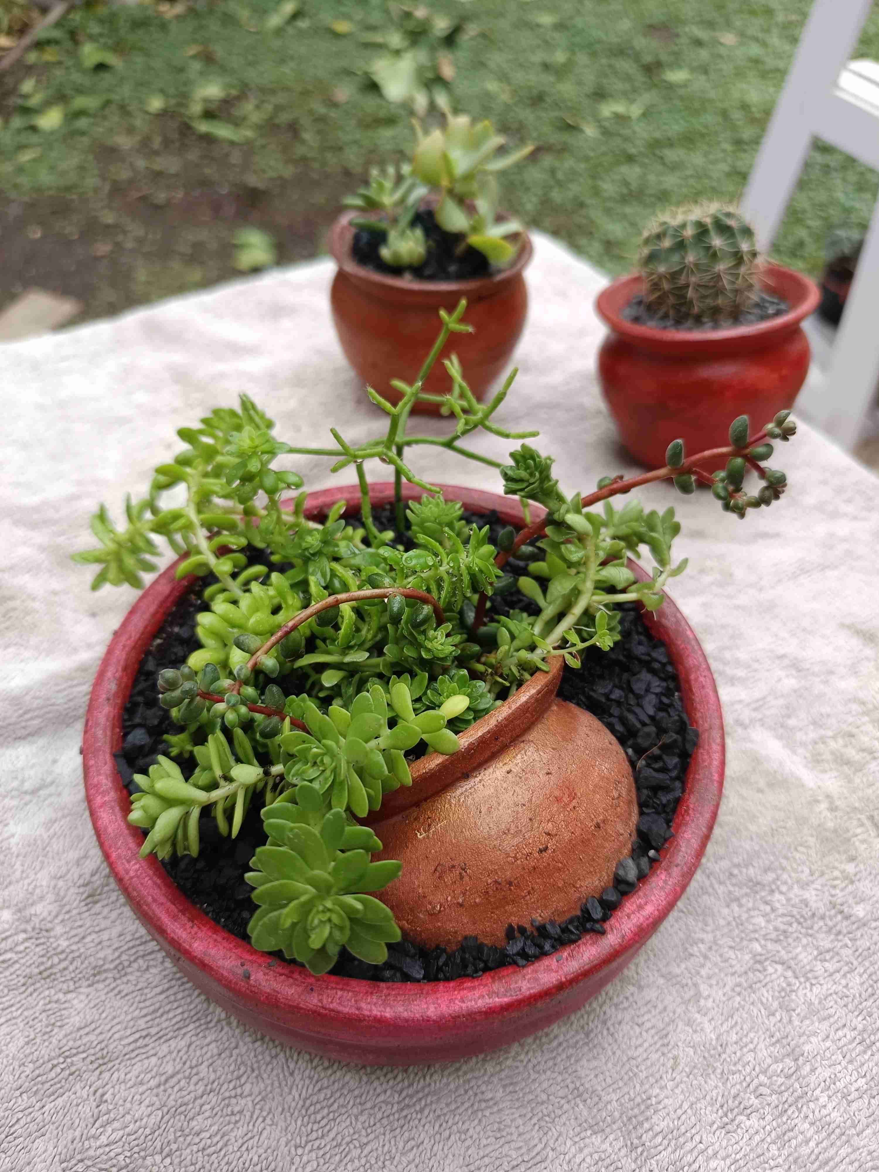 Suculenta en maceta con diseño. Día de la madre. - miniatura 2