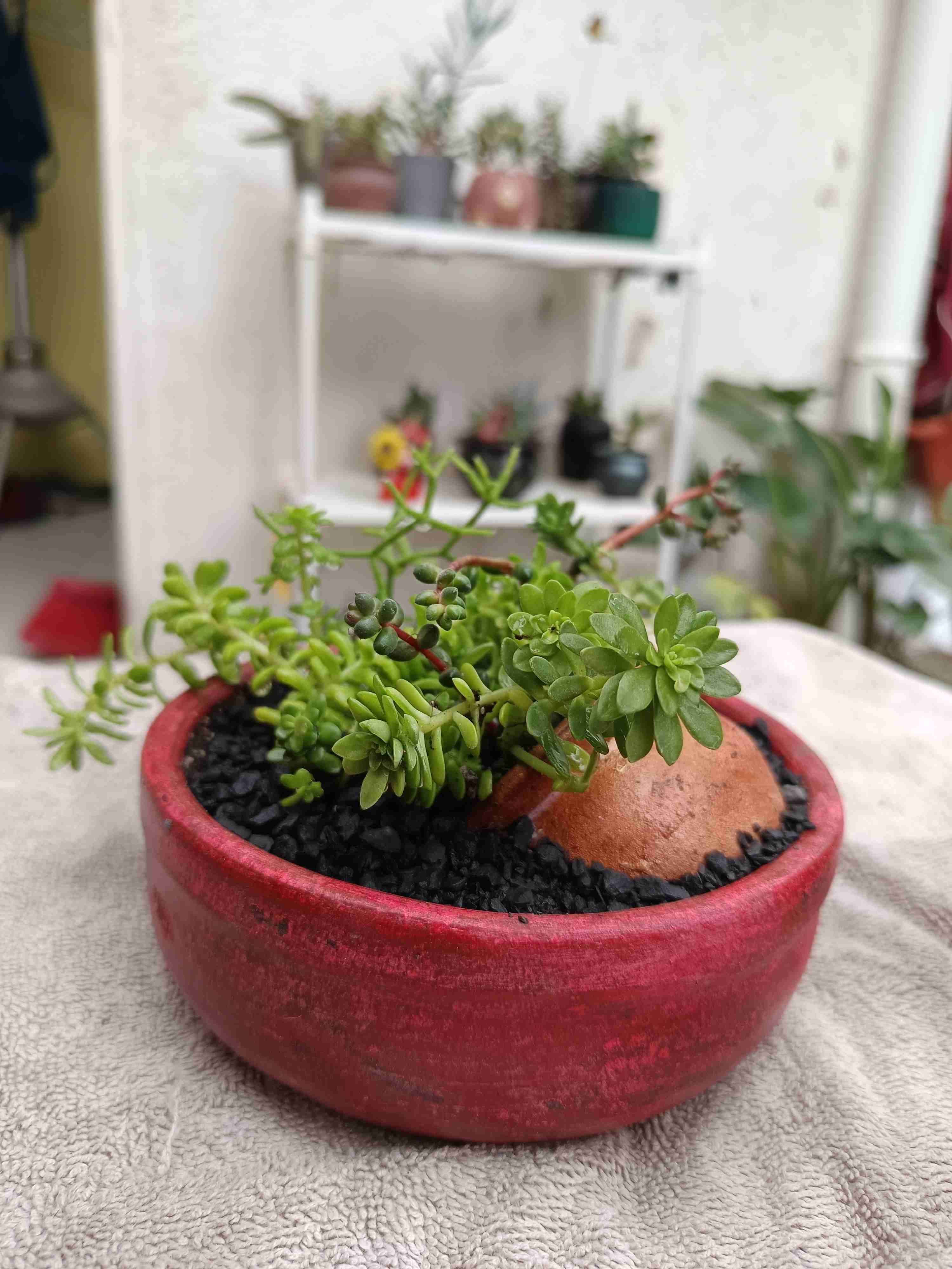 Suculenta en maceta con diseño. Día de la madre. - miniatura 3