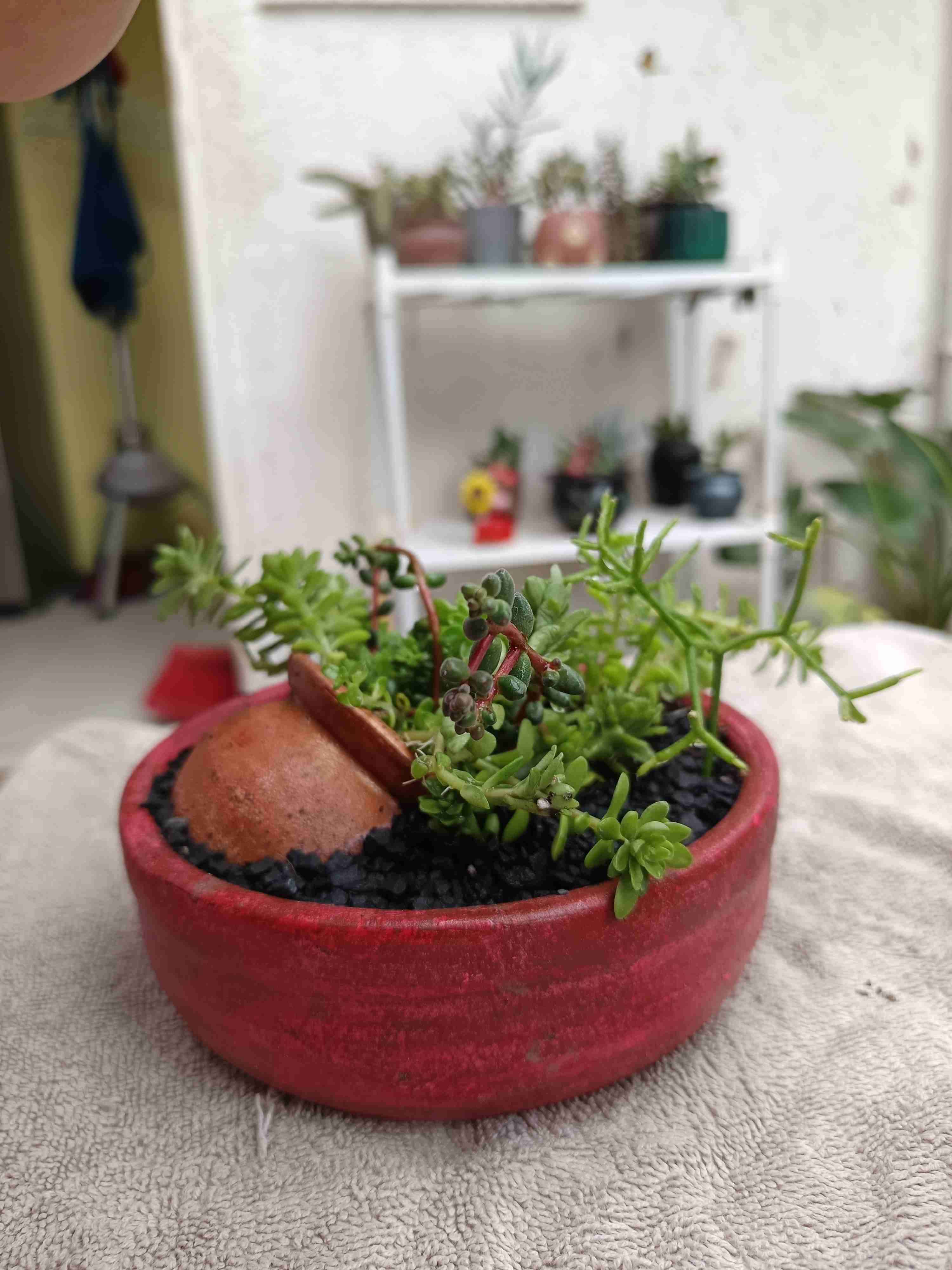 Suculenta en maceta con diseño. Día de la madre. - miniatura 4