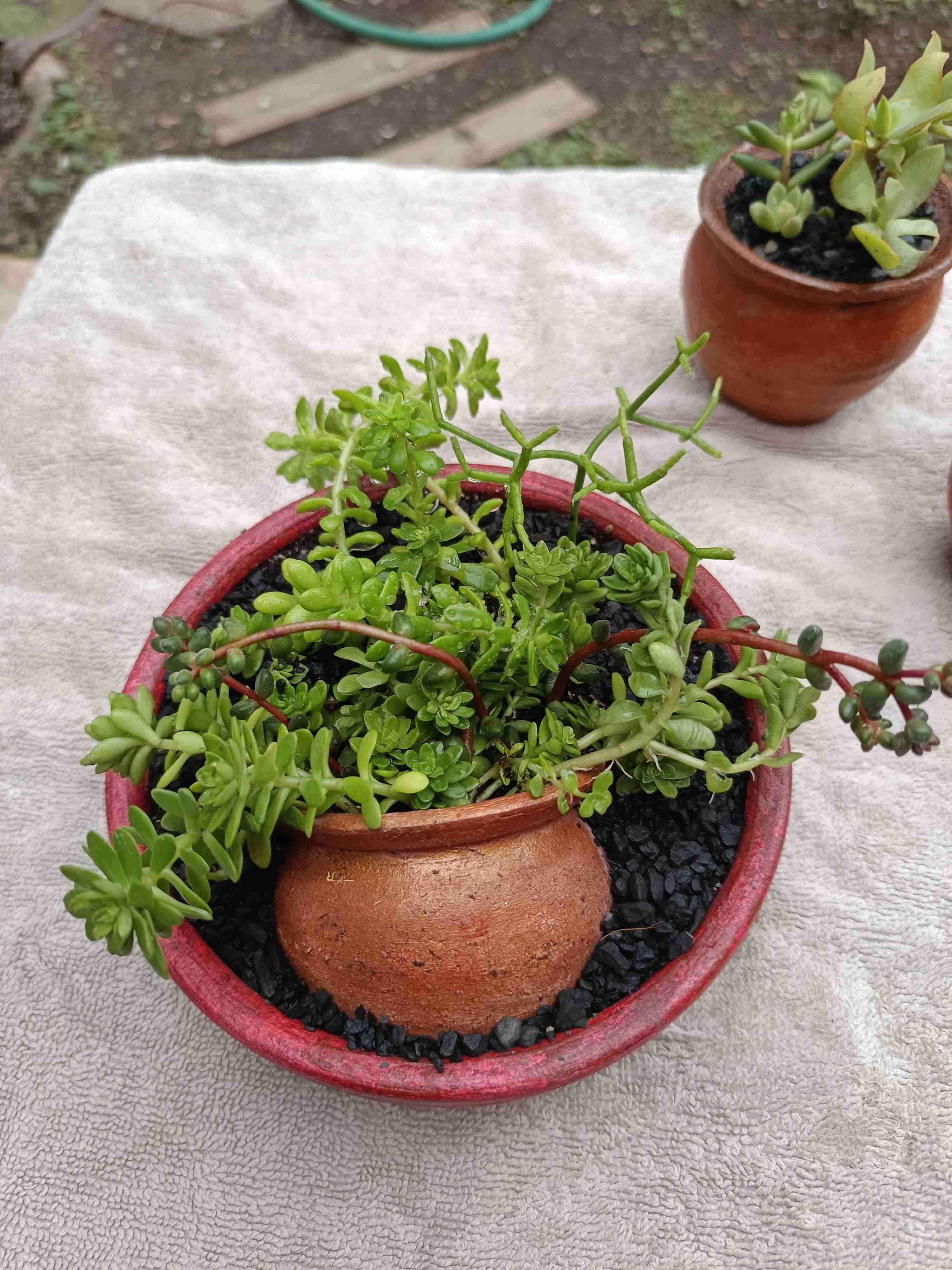 Suculenta en maceta con diseño. Día de la madre. - miniatura 5