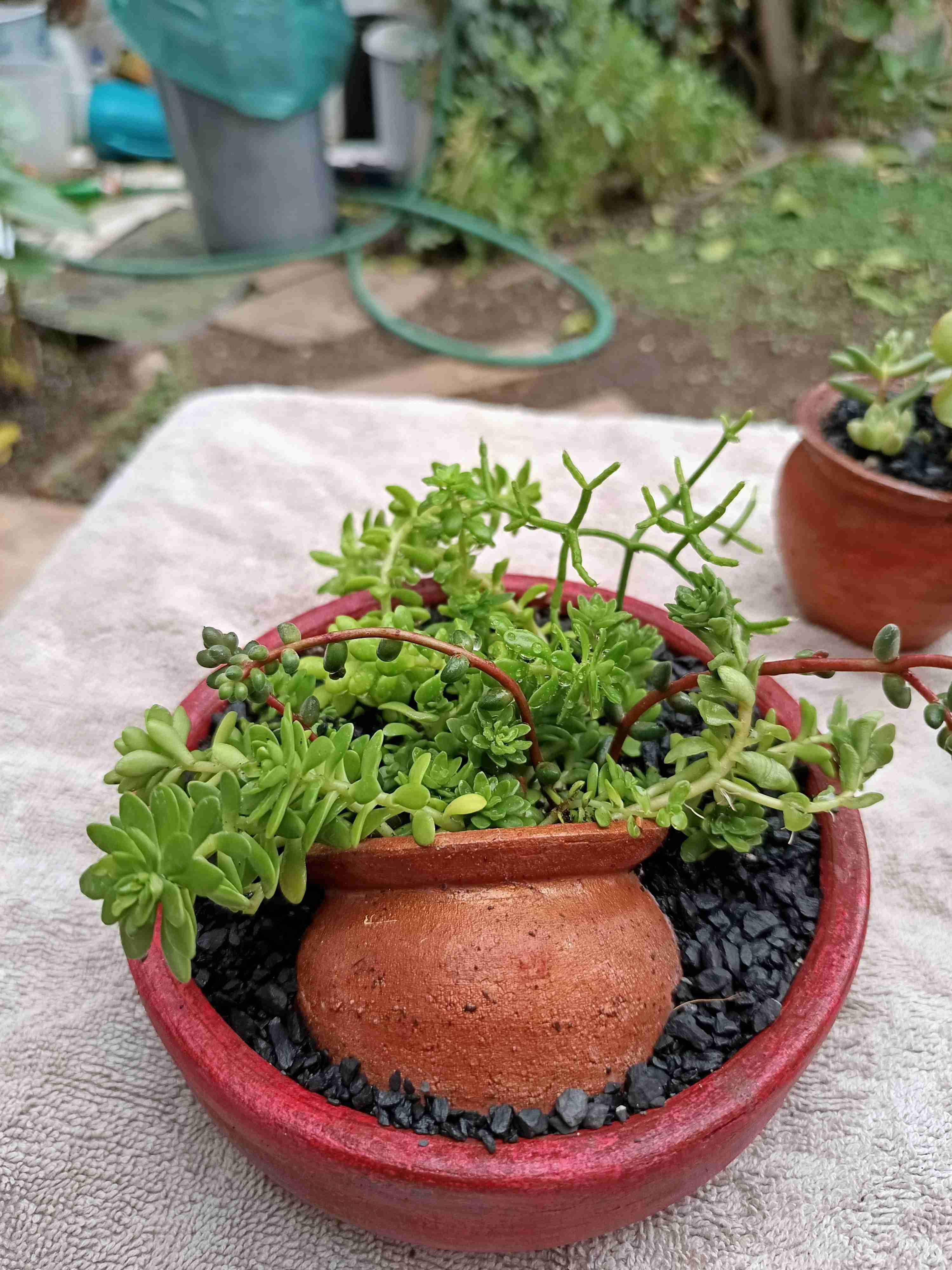 Suculenta en maceta con diseño. Día de la madre. - miniatura 6