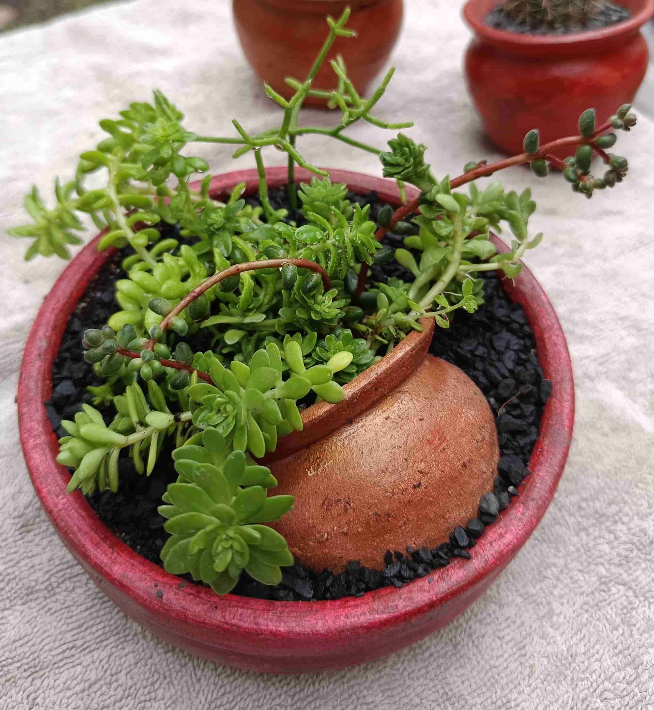 Suculenta en maceta con diseño. Día de la madre. - miniatura 9