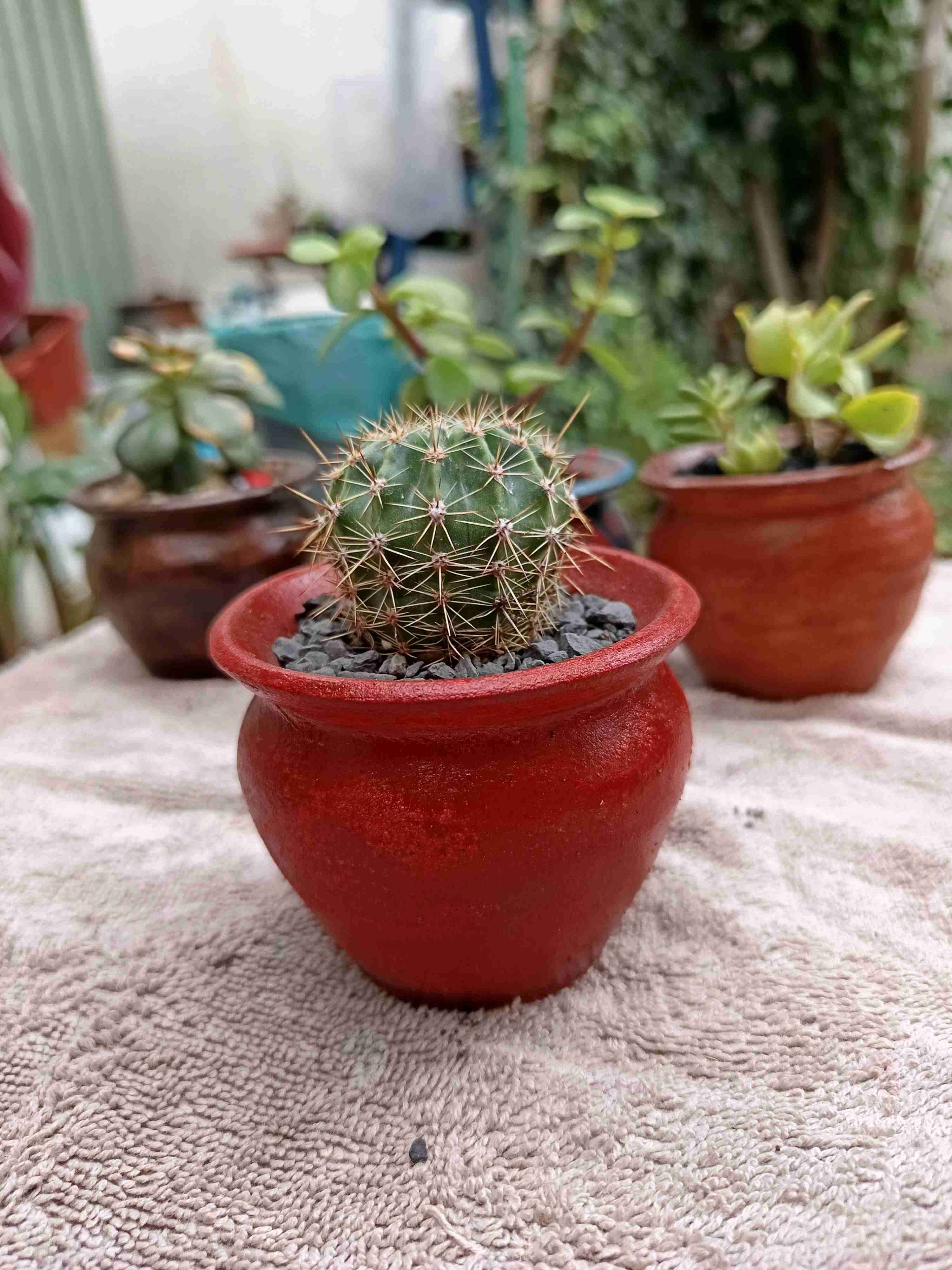 Cactus en maceta de barro. Regalo mamá - miniatura 2
