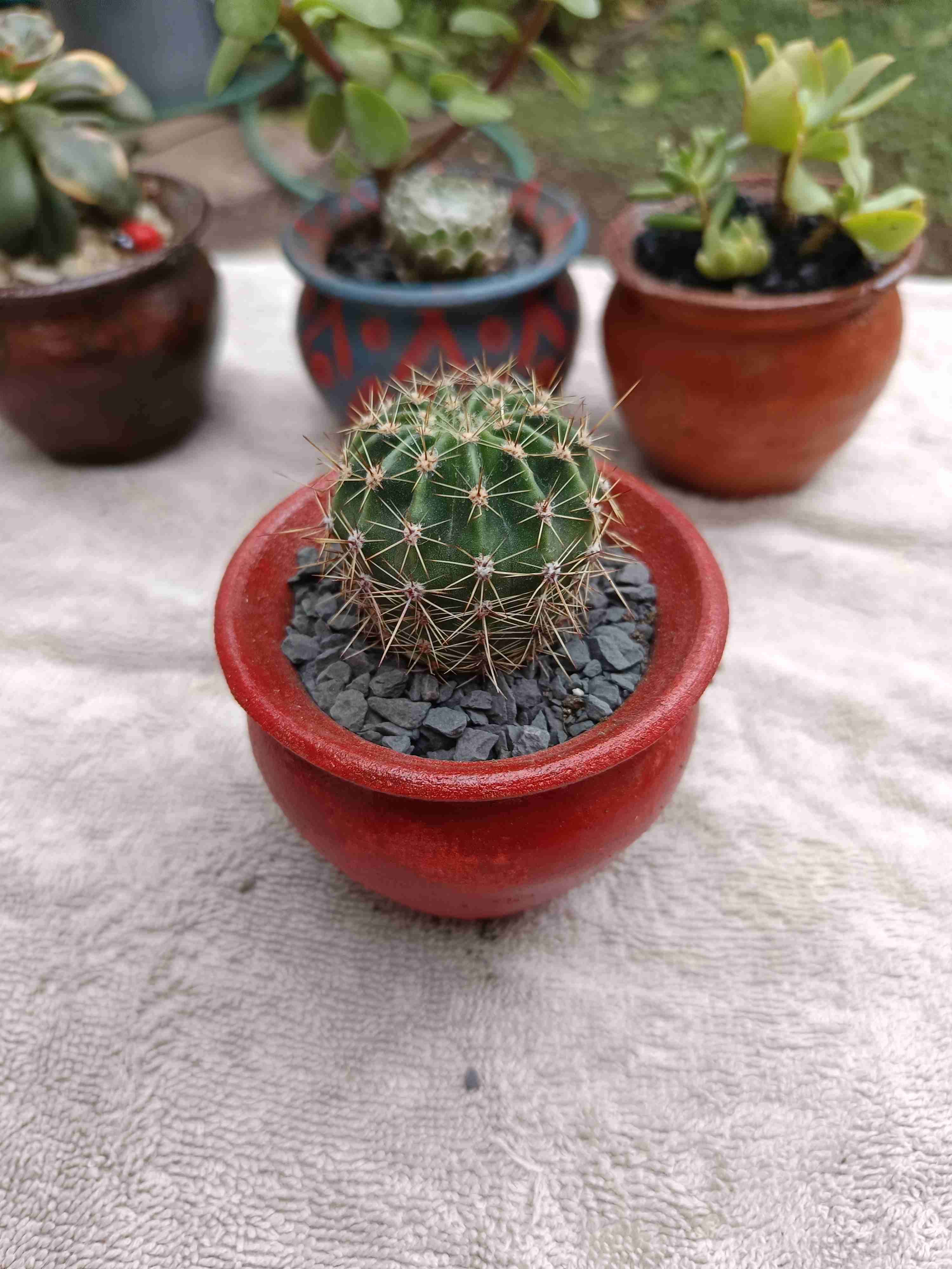 Cactus en maceta de barro. Regalo mamá - miniatura 3